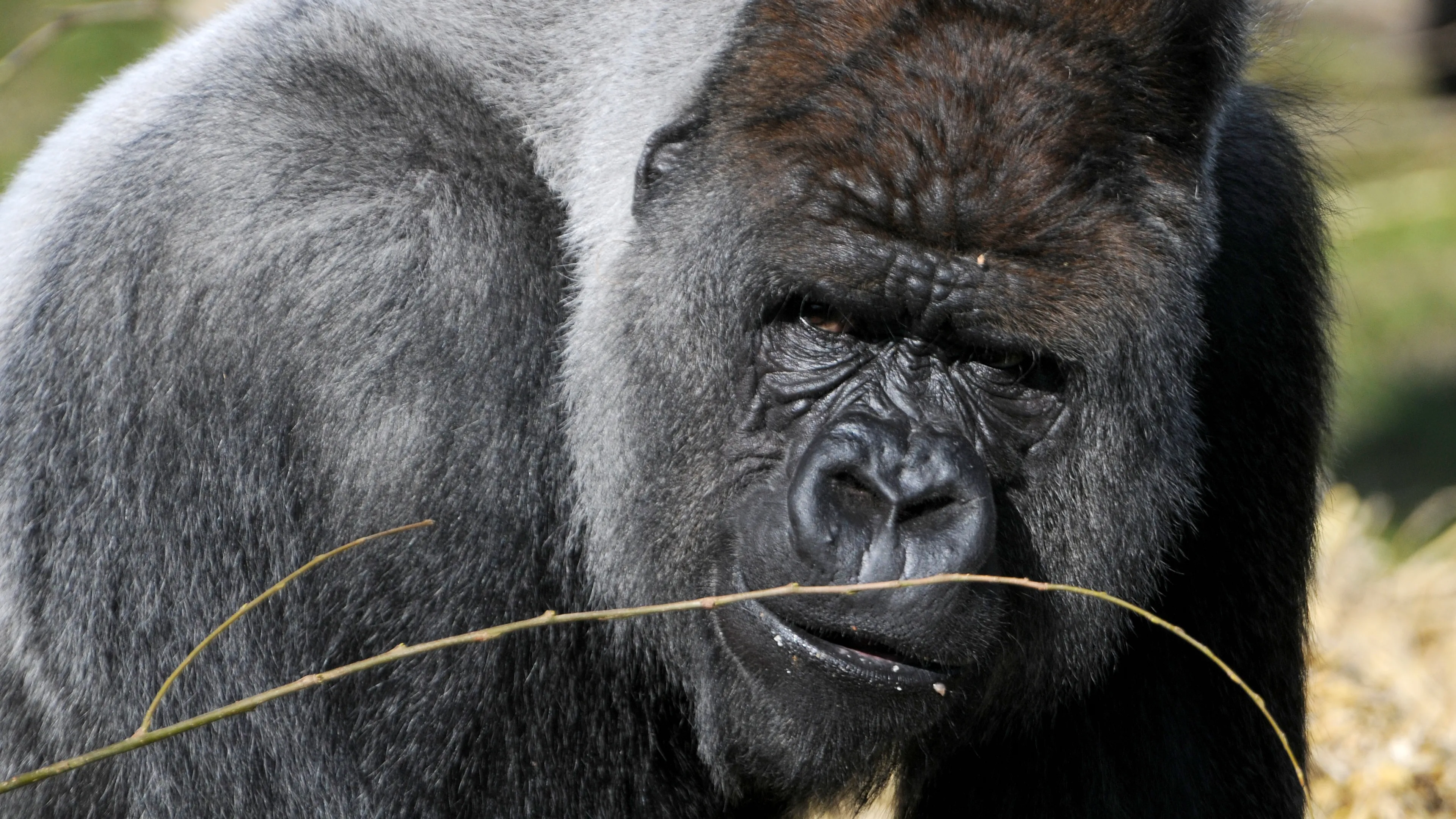 Hartfalen oorzaak plotselinge dood gorilla Bokito