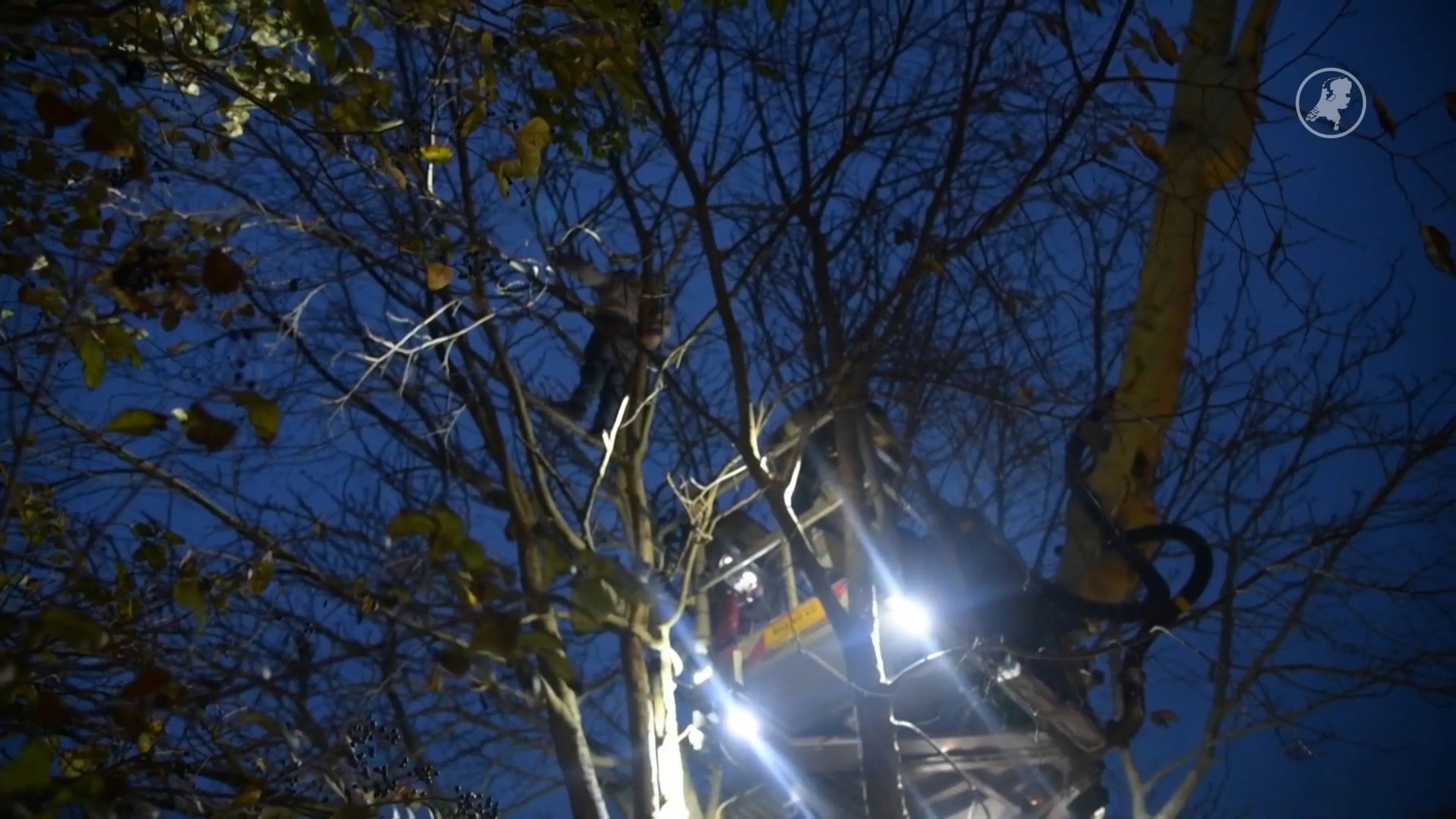 Kind zit vast in hoge boom in Den Helder, brandweer schiet te hulp