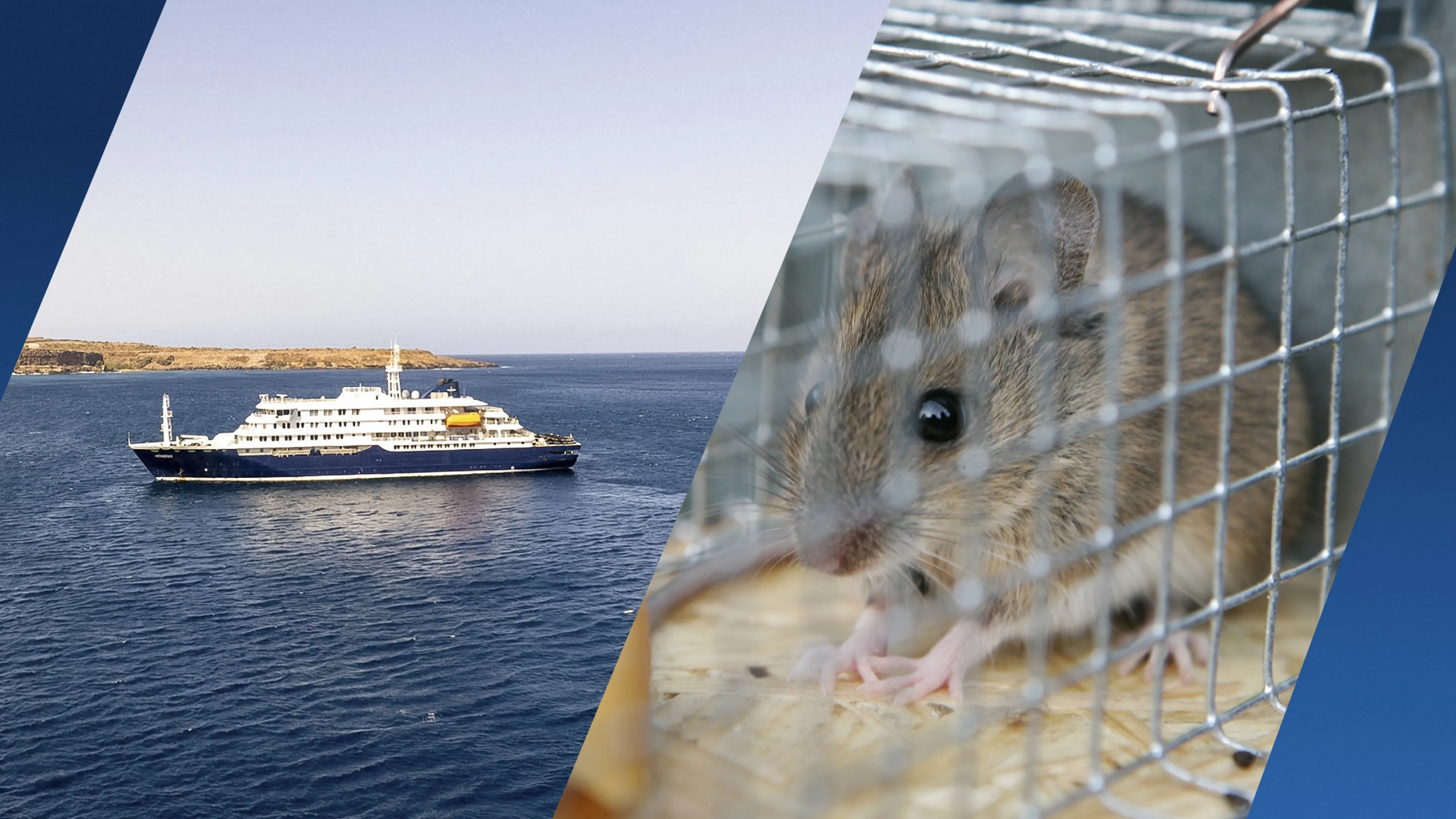 Drie doden op cruiseschip: hoe gevaarlijk is het hantavirus?