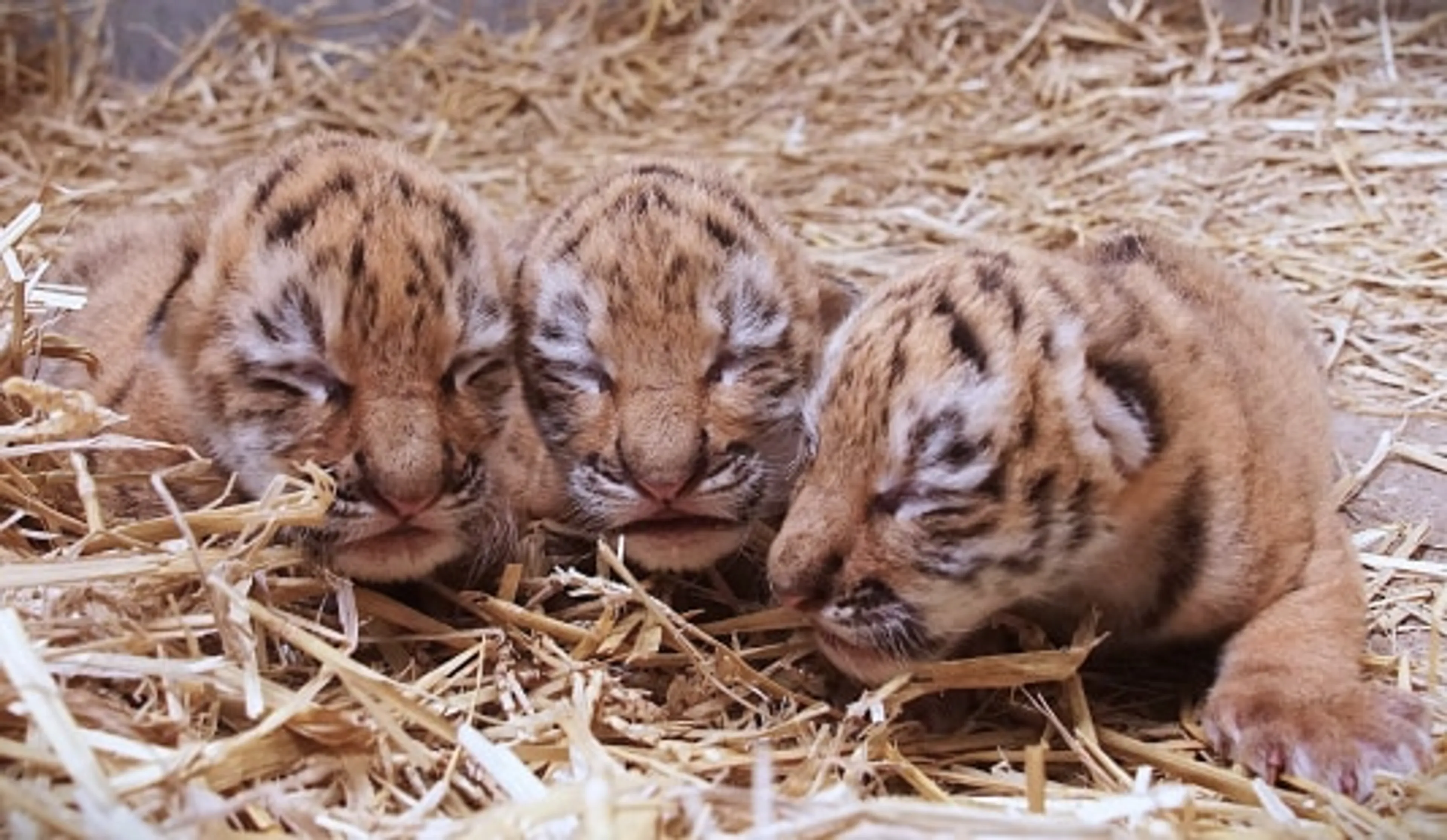 Schattig én goed nieuws: drie Amoertijgerwelpjes geboren in Safaripark Beekse Bergen