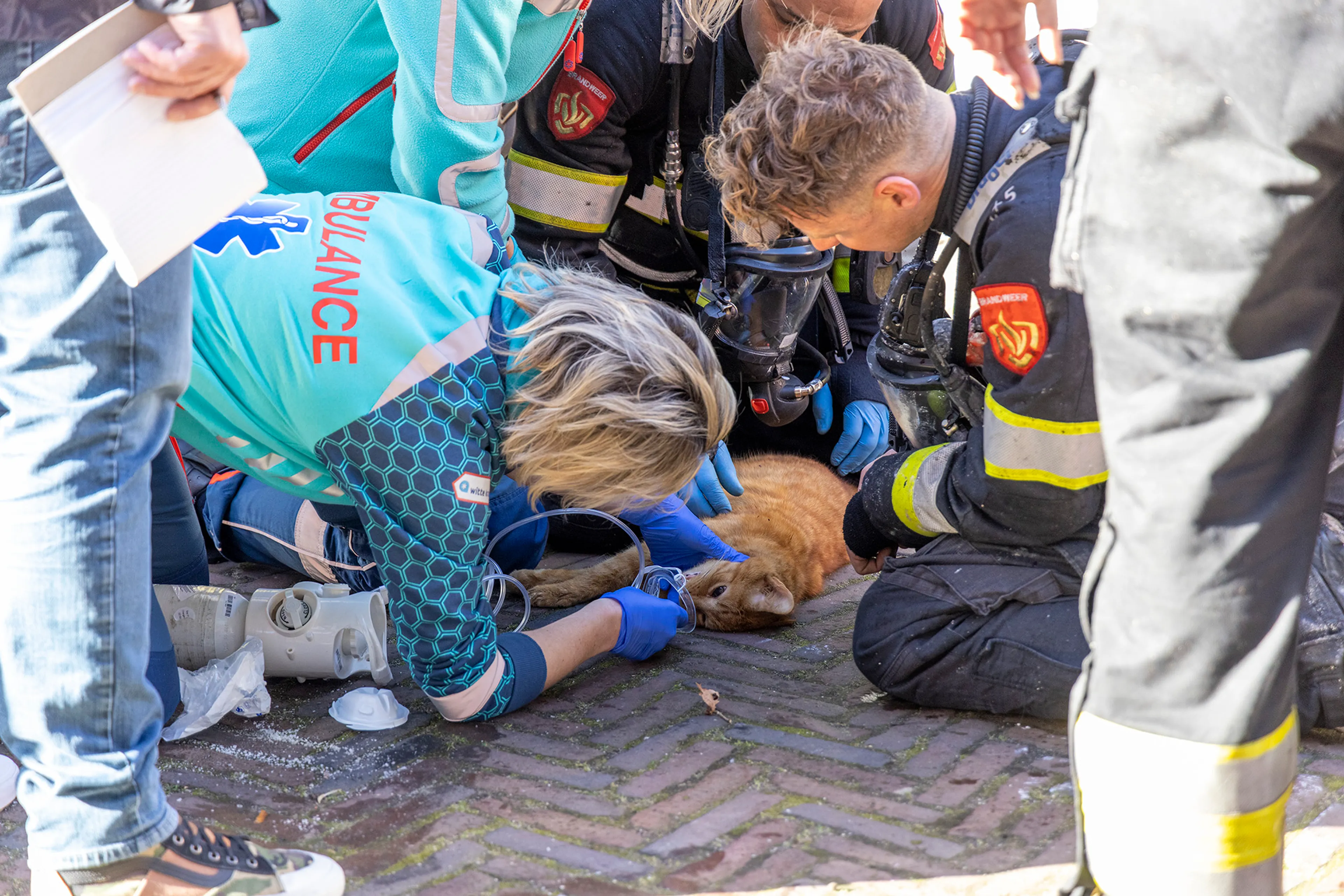 Kat overlijdt ondanks reanimatie bij woningbrand in Haarlem