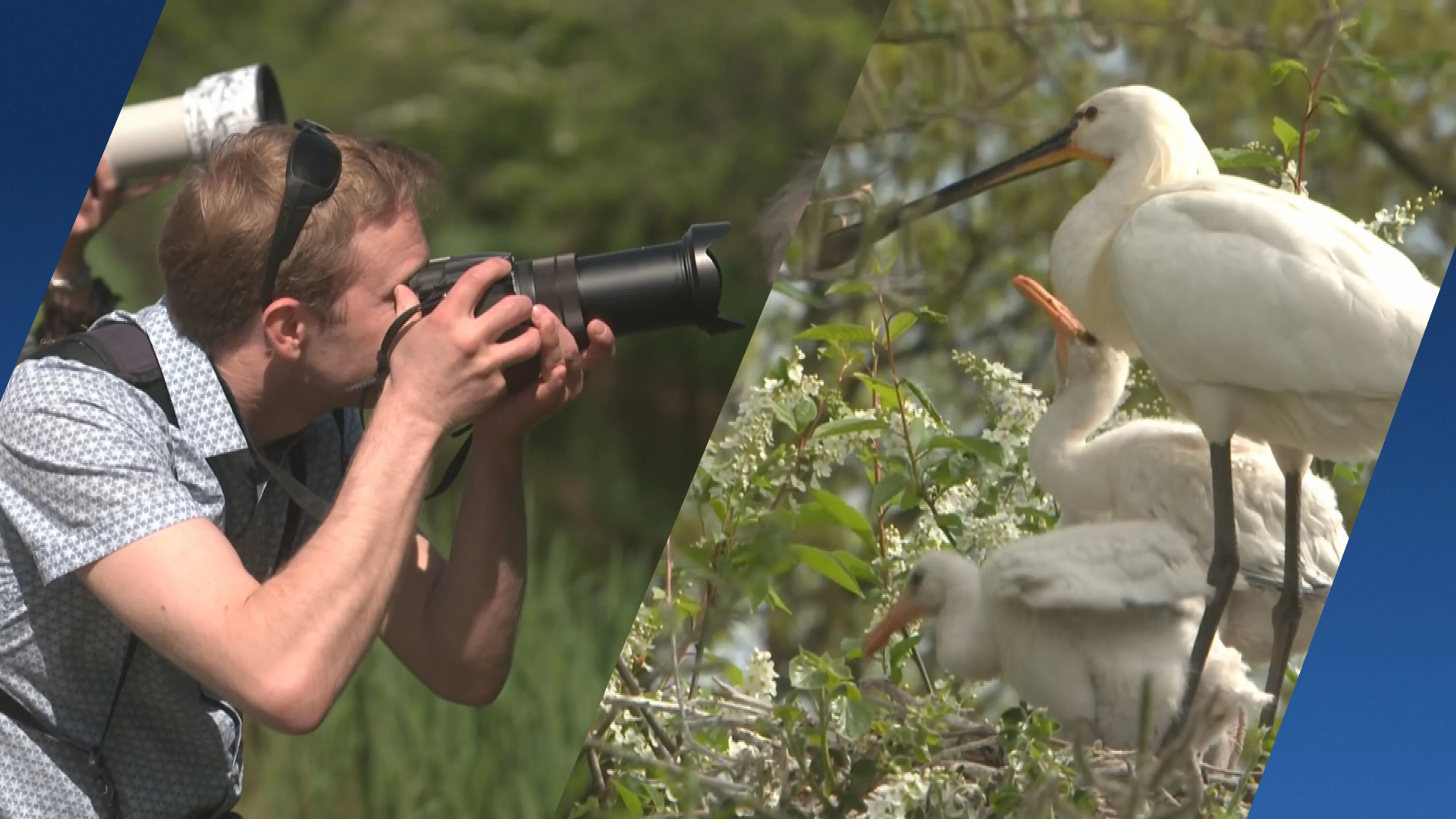 Vogelaars massaal naar Delft voor zeldzame foto van lepelaar met jongen