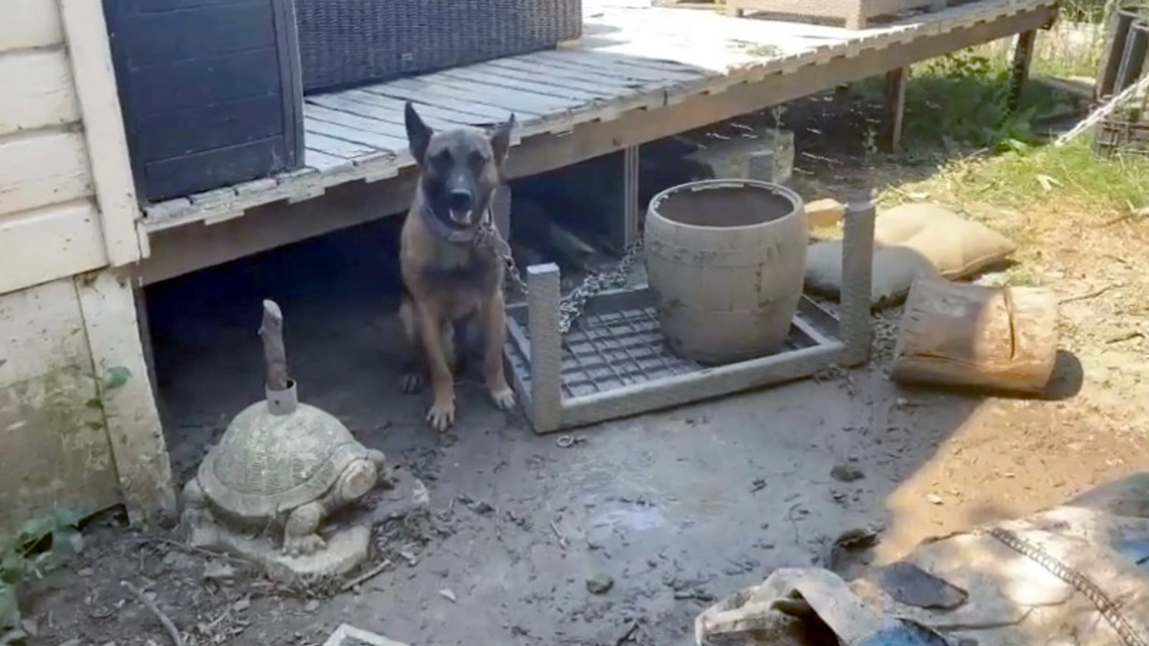 Verwaarloosde hond 'dagenlang zonder eten en water aan veel te korte ketting'