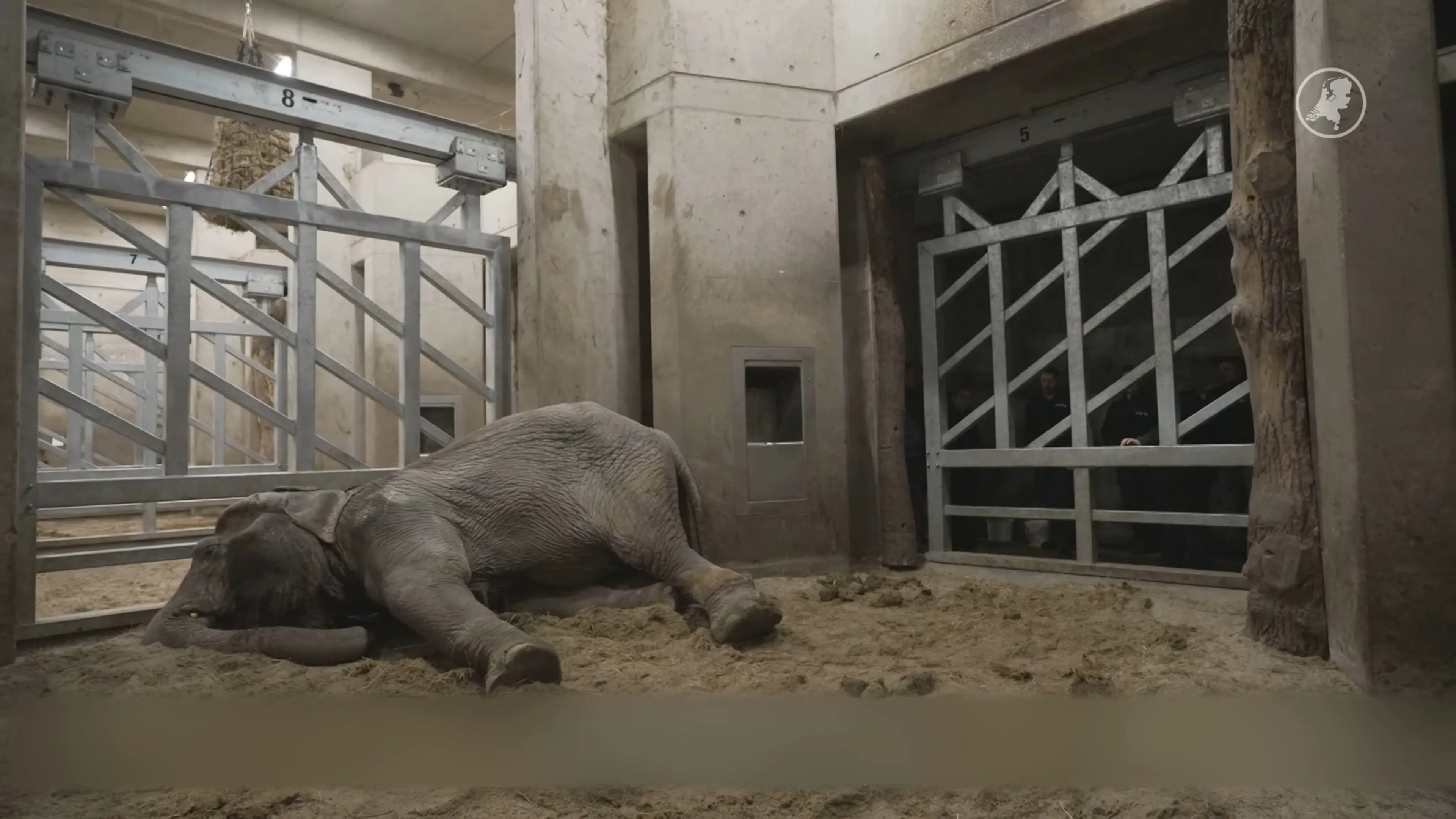 Olifant Dhunja overleden in Burgers' Zoo