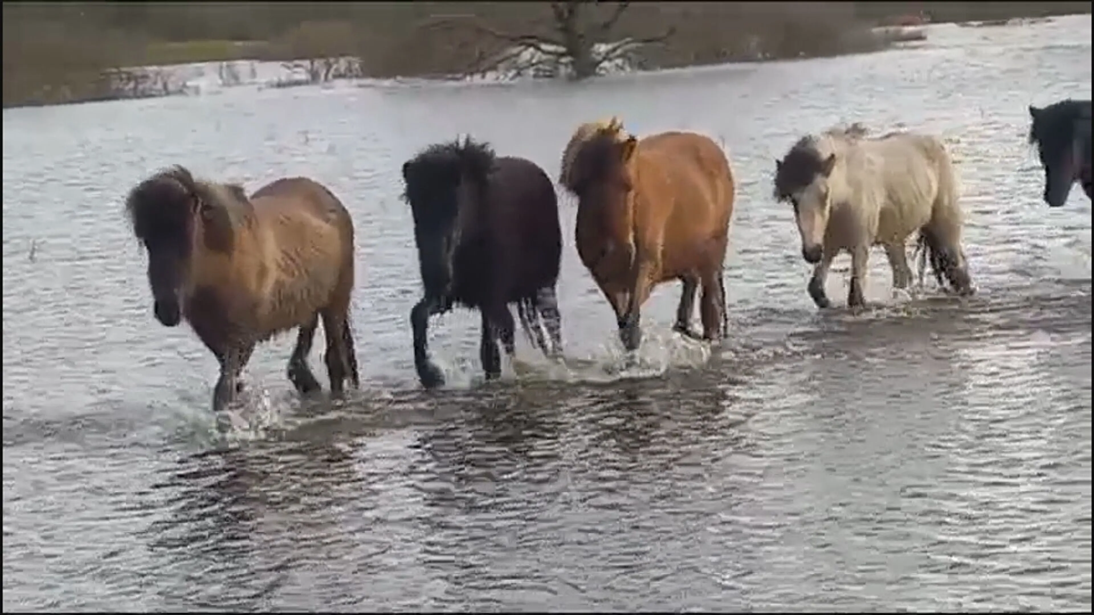 Spectaculaire beelden: jonge paarden op tijd gered van hoogwater