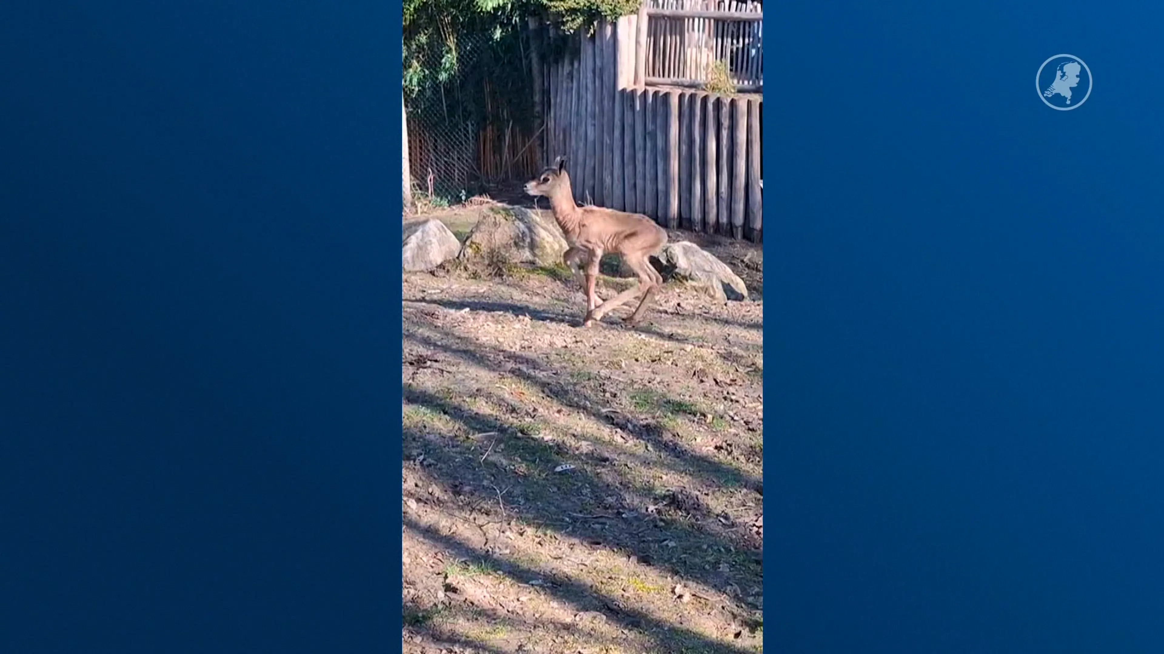 Ernstig bedreigde mhorgazelle geboren in ZooParc Overloon