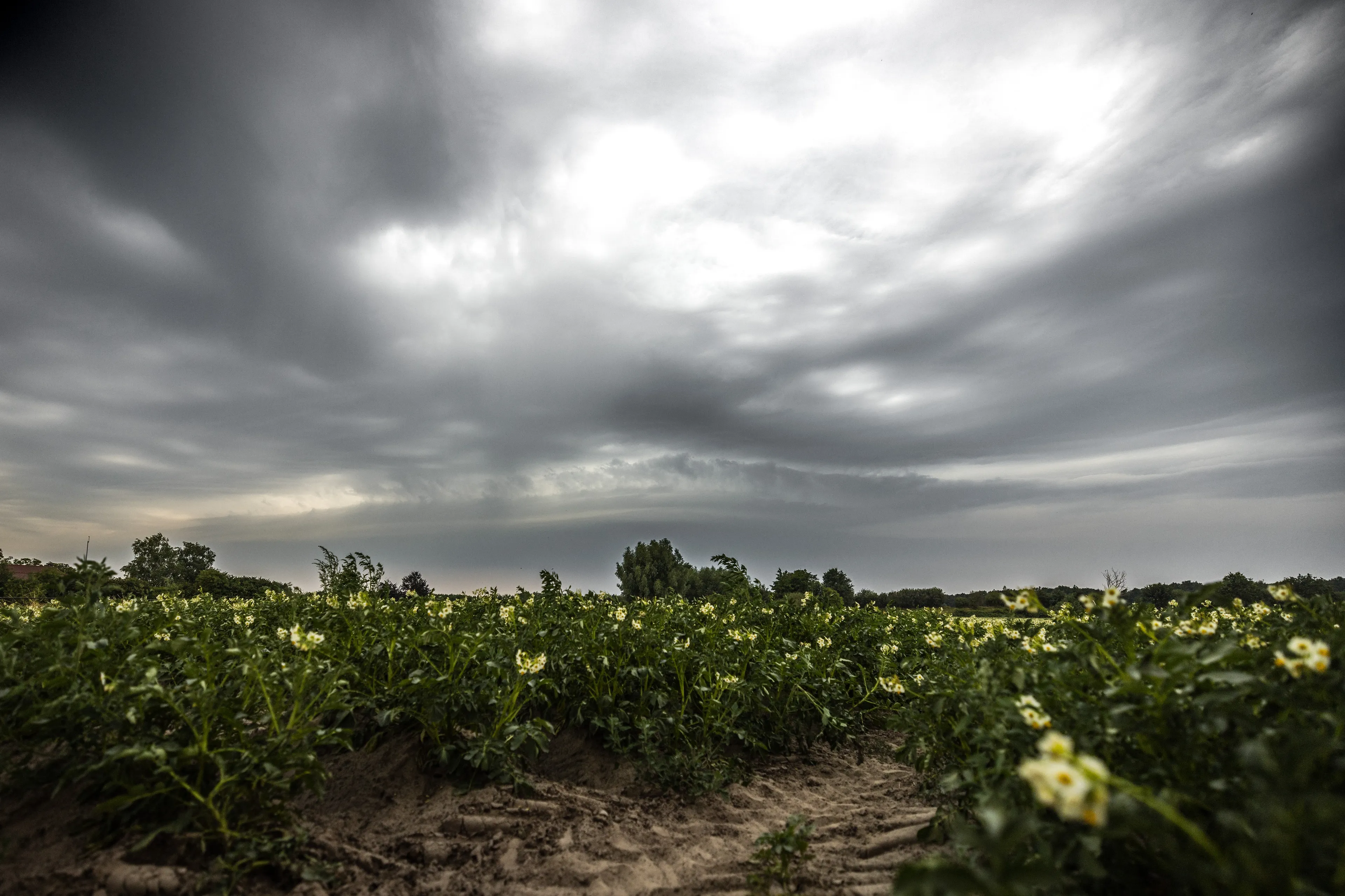 KNMI waarschuwt voor stevige buien in het oosten: kans op hagel en veel regen