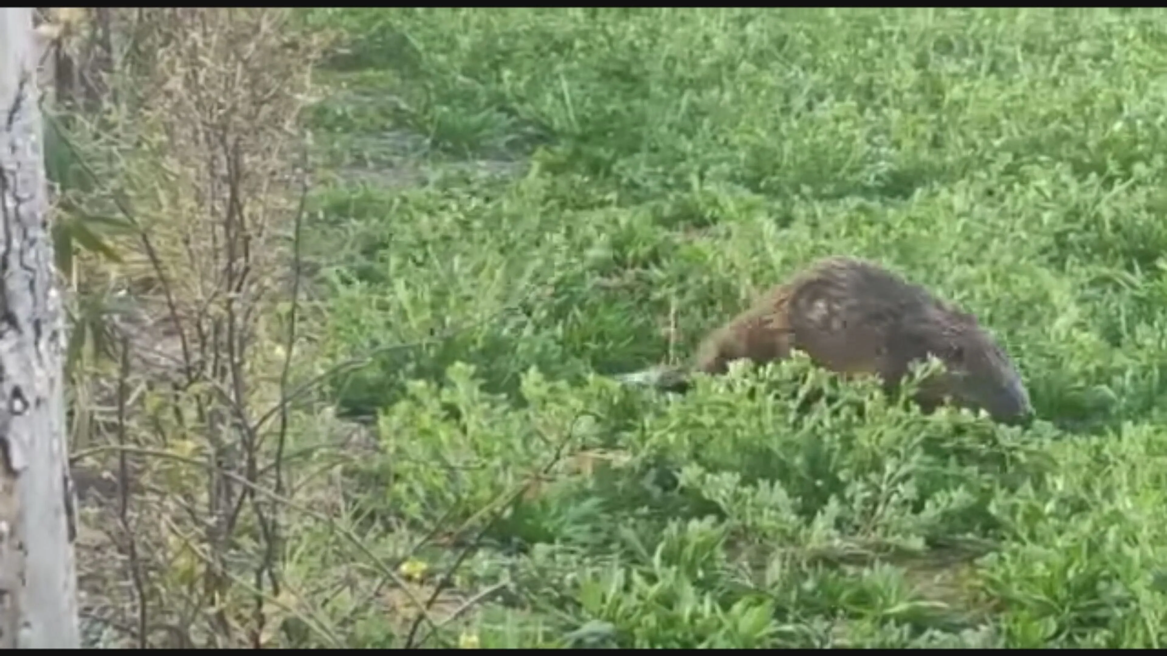 Bever maakt op klaarlichte dag ommetje door woonwijk in Den Bosch