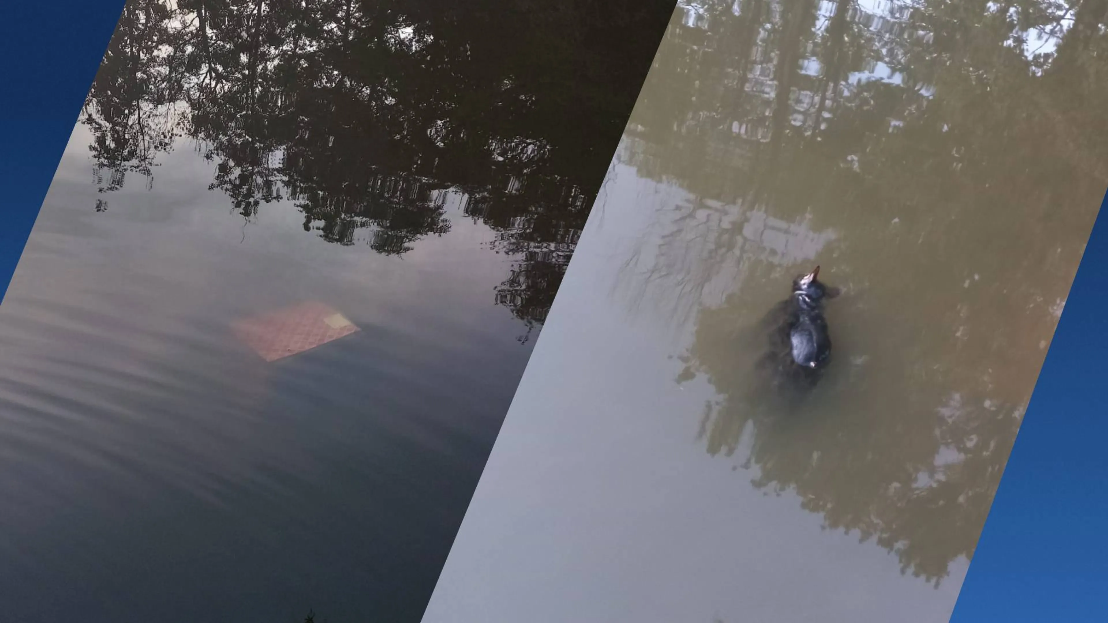 Overleden kat in doos gevonden in water bij Velden