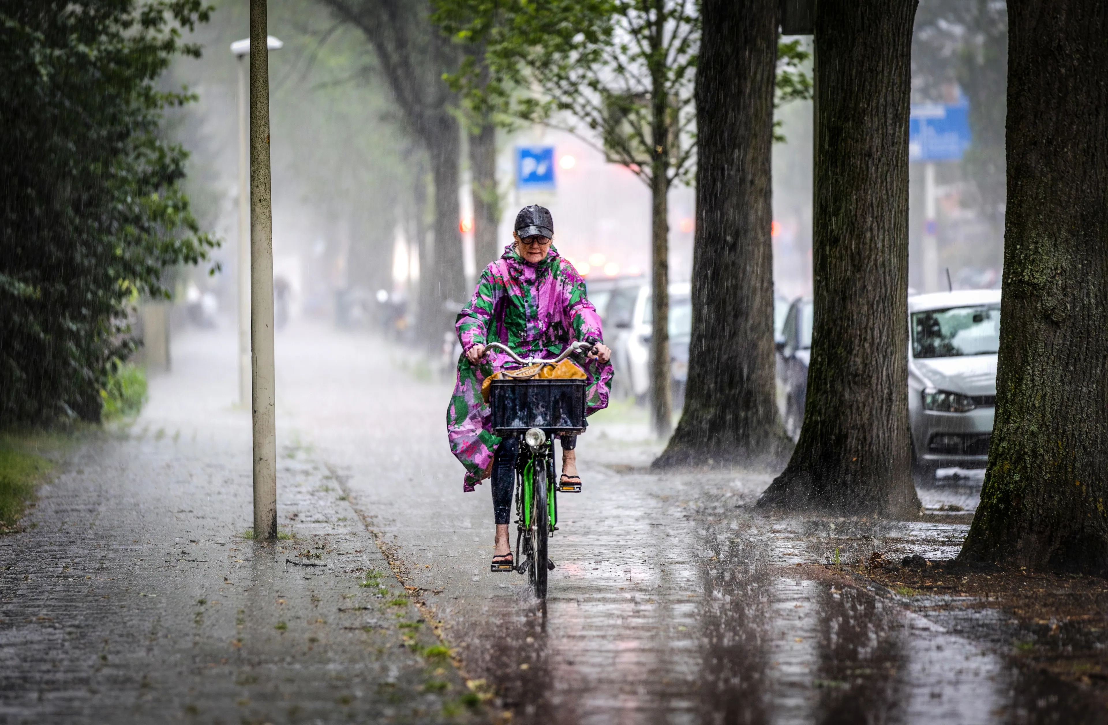 Schaapscheerderskou op komst: bewolkt, regenachtig en fris