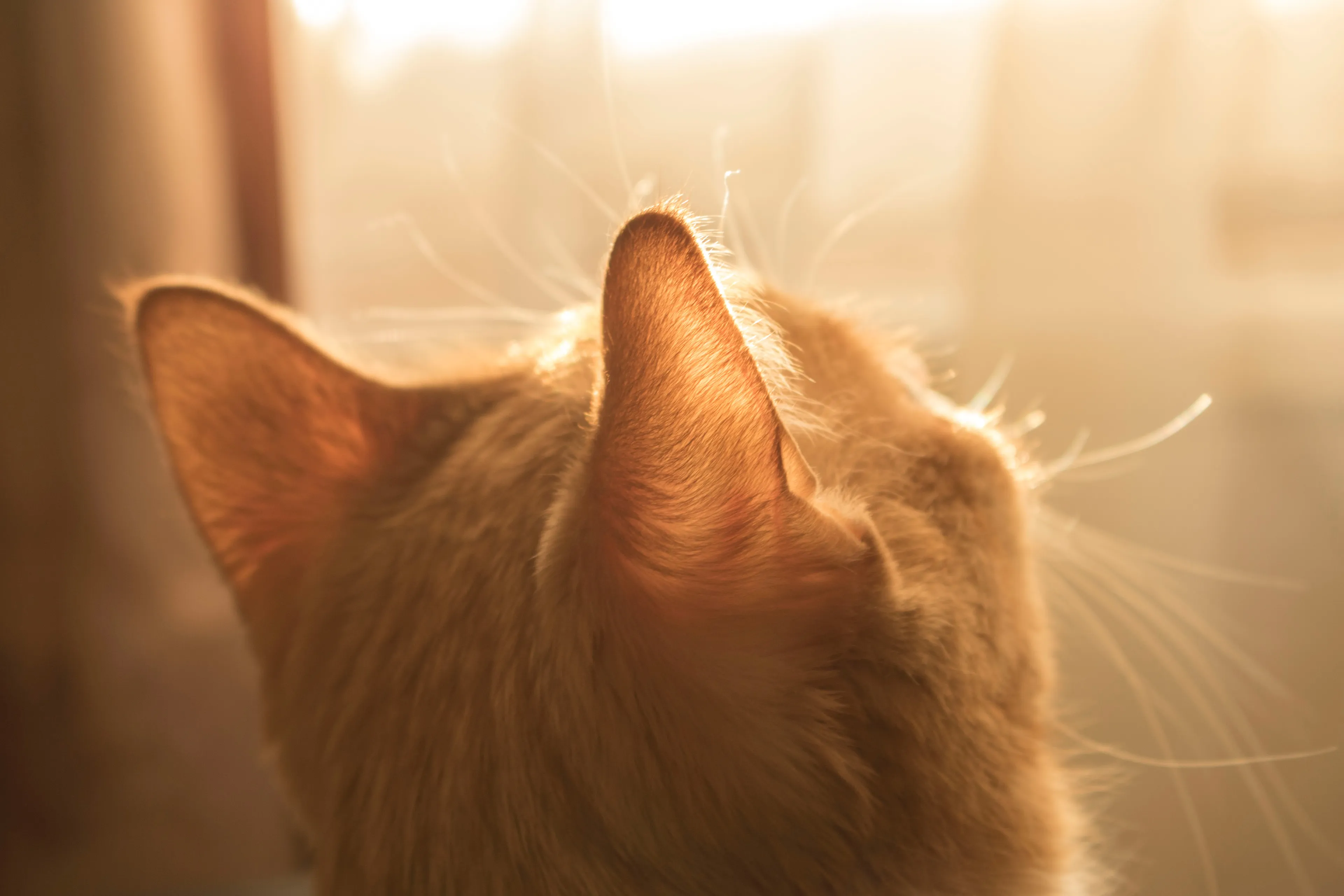 Poes Kedi overleden door twee kogels, andere kat was al eerder slachtoffer
