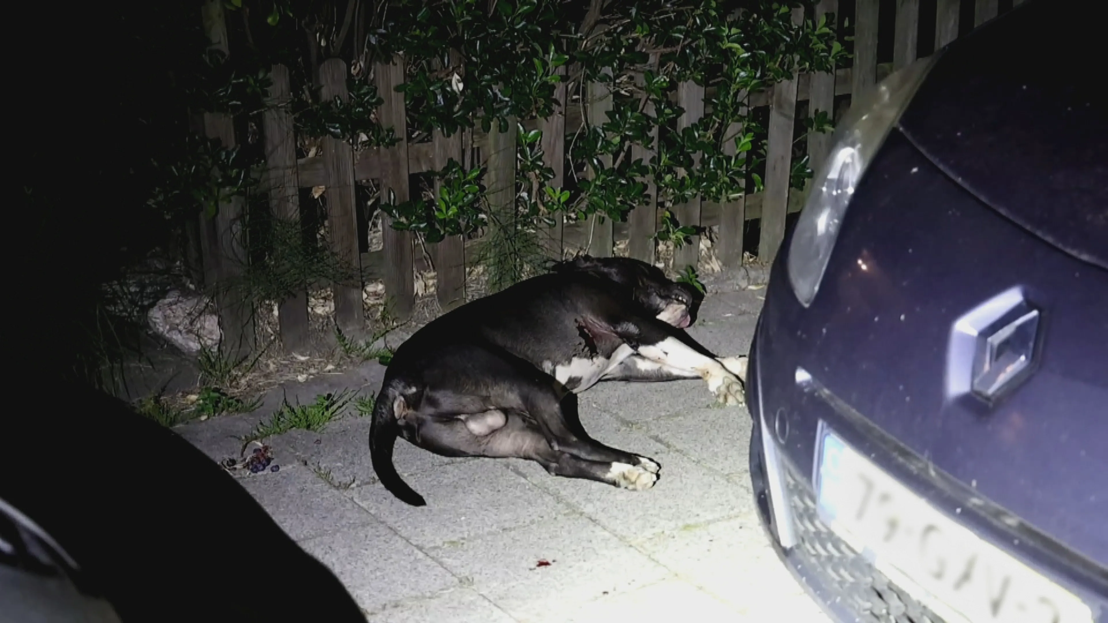 Politie schiet hond dood  na aanval in Haarlem