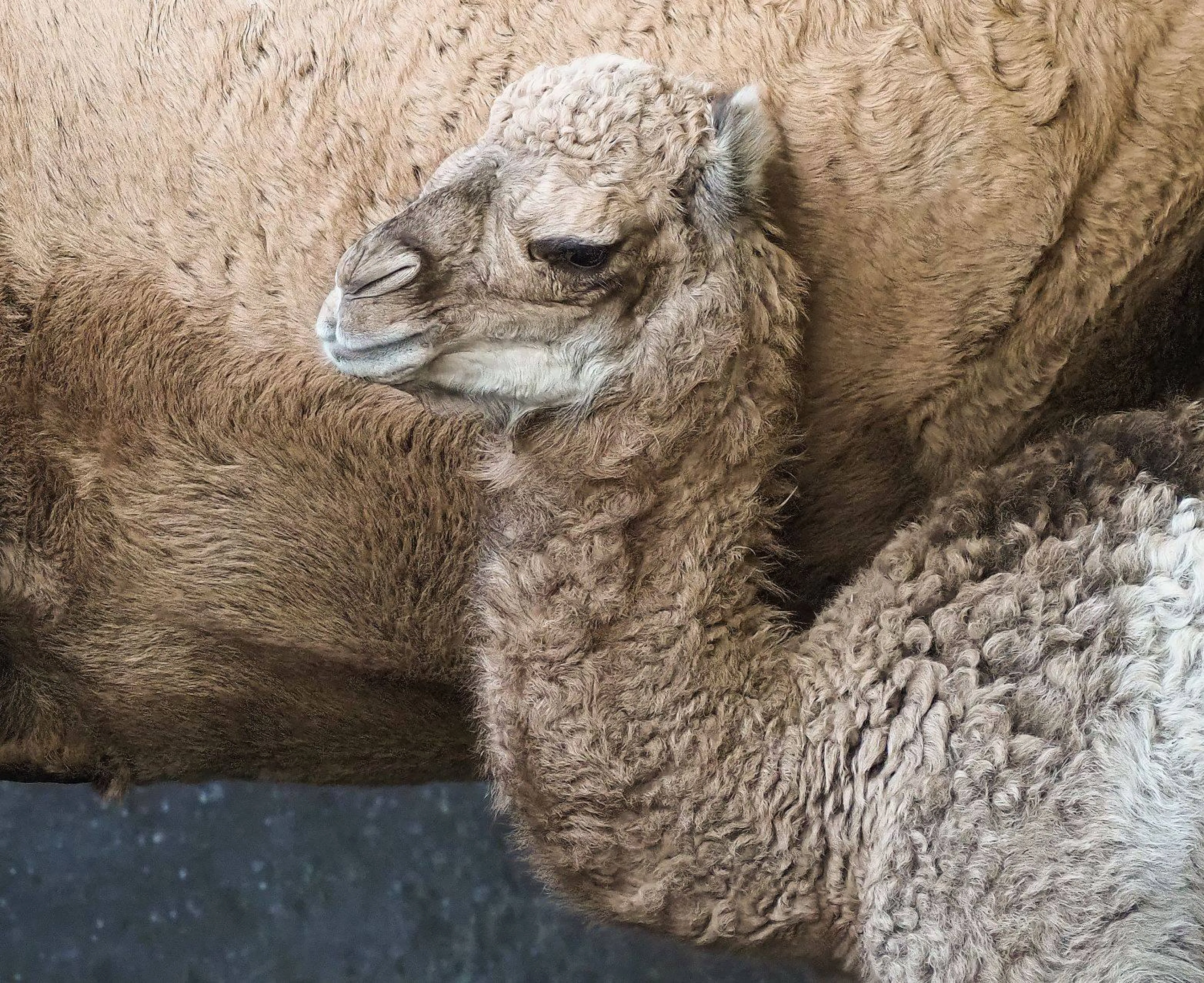 Opnieuw feest in Safaripark Beekse Bergen: dromedaris Maxime ziet levenslicht