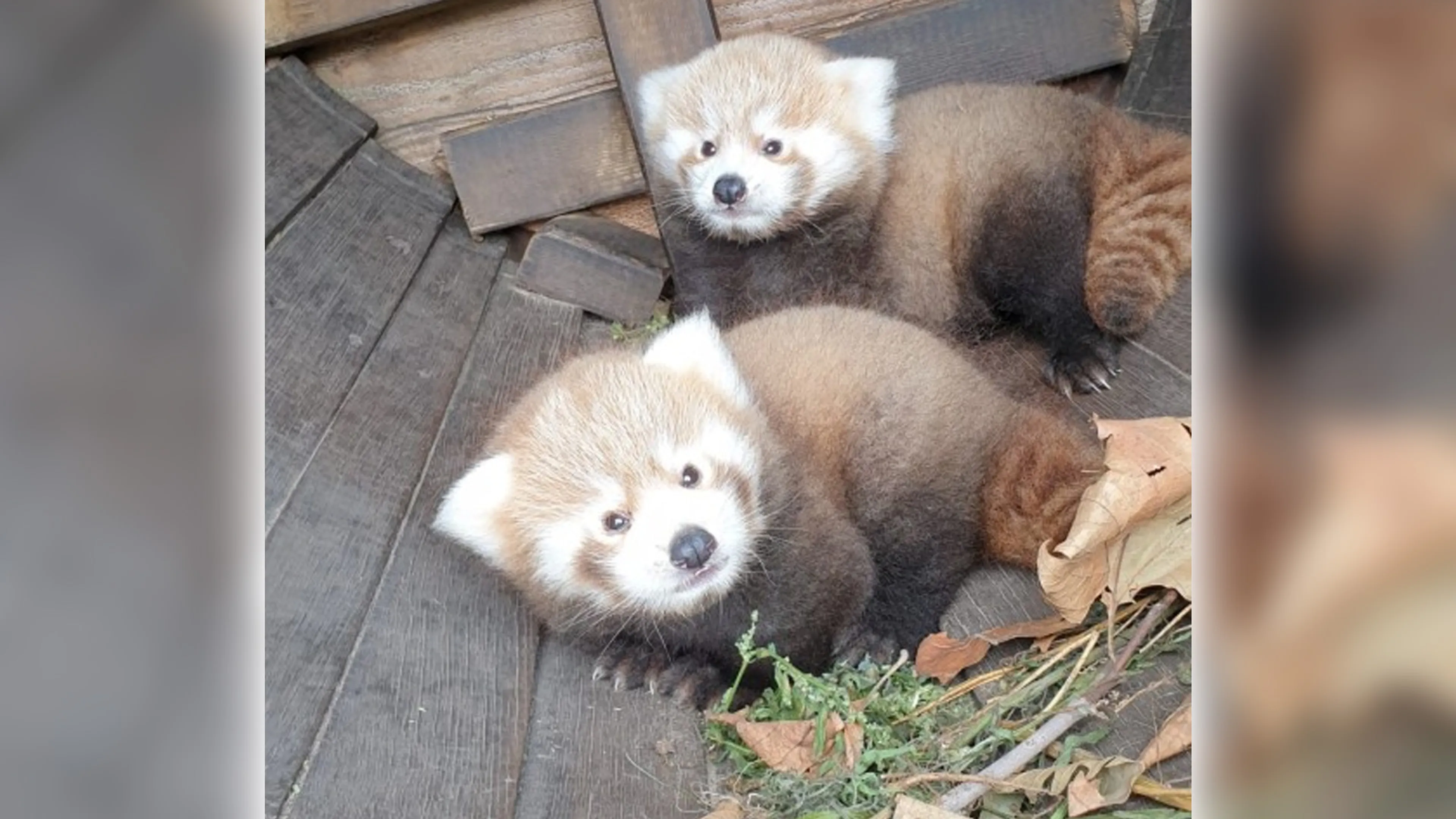 ZooParc Overloon verwelkomt rode pandatweeling Billy en Bobby
