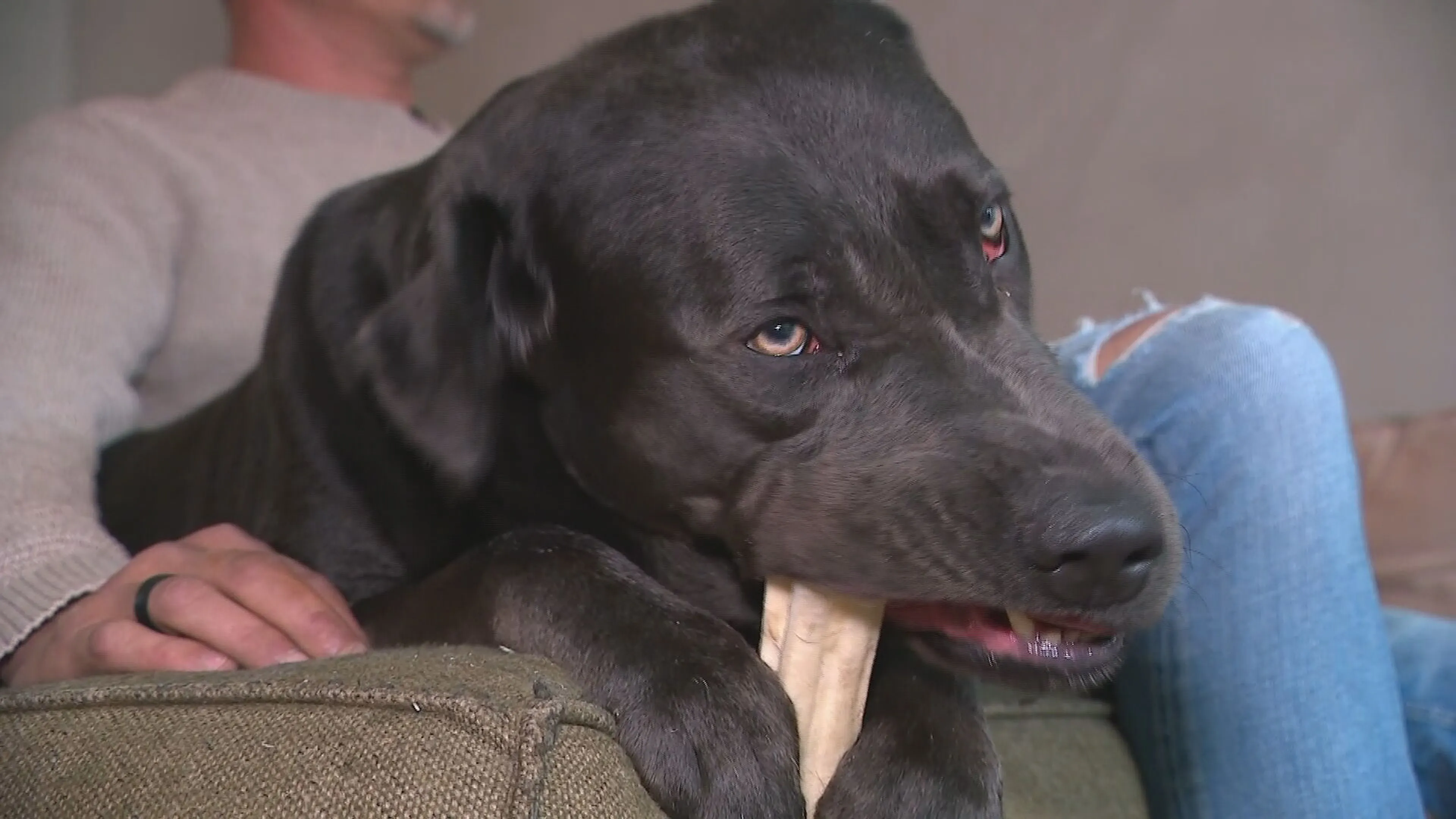 Slachtoffers opgelucht na inval bij fokker Tienhoven: 'Onze hond werd gelijk ziek toen we hem kregen'