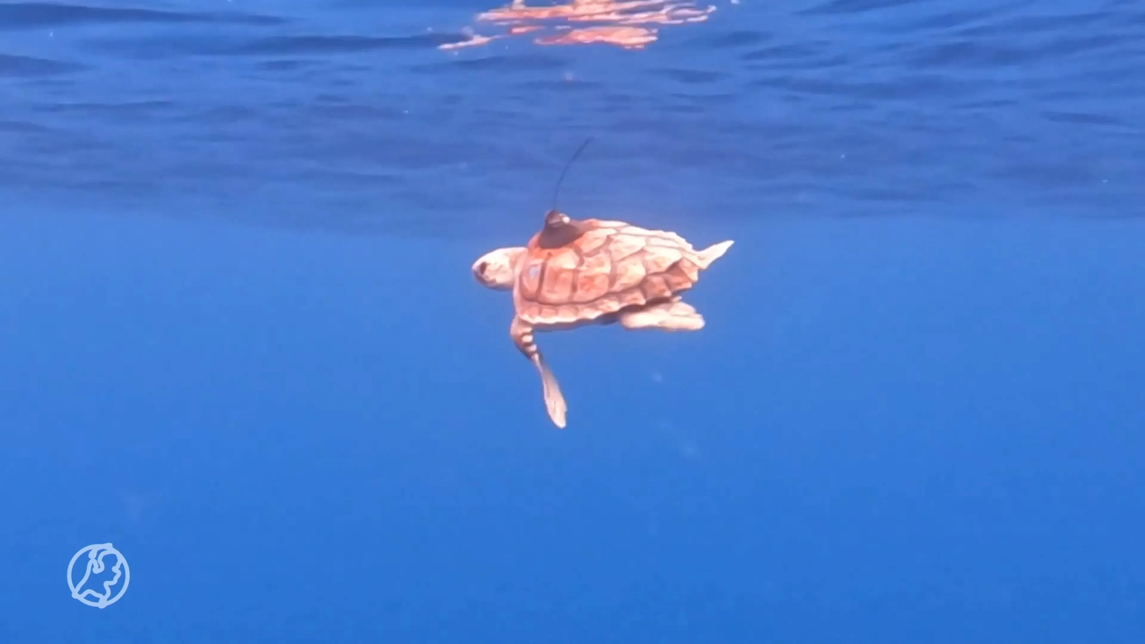 Bijzonder transport: Blijdorpse schildpadden terug naar de Azoren