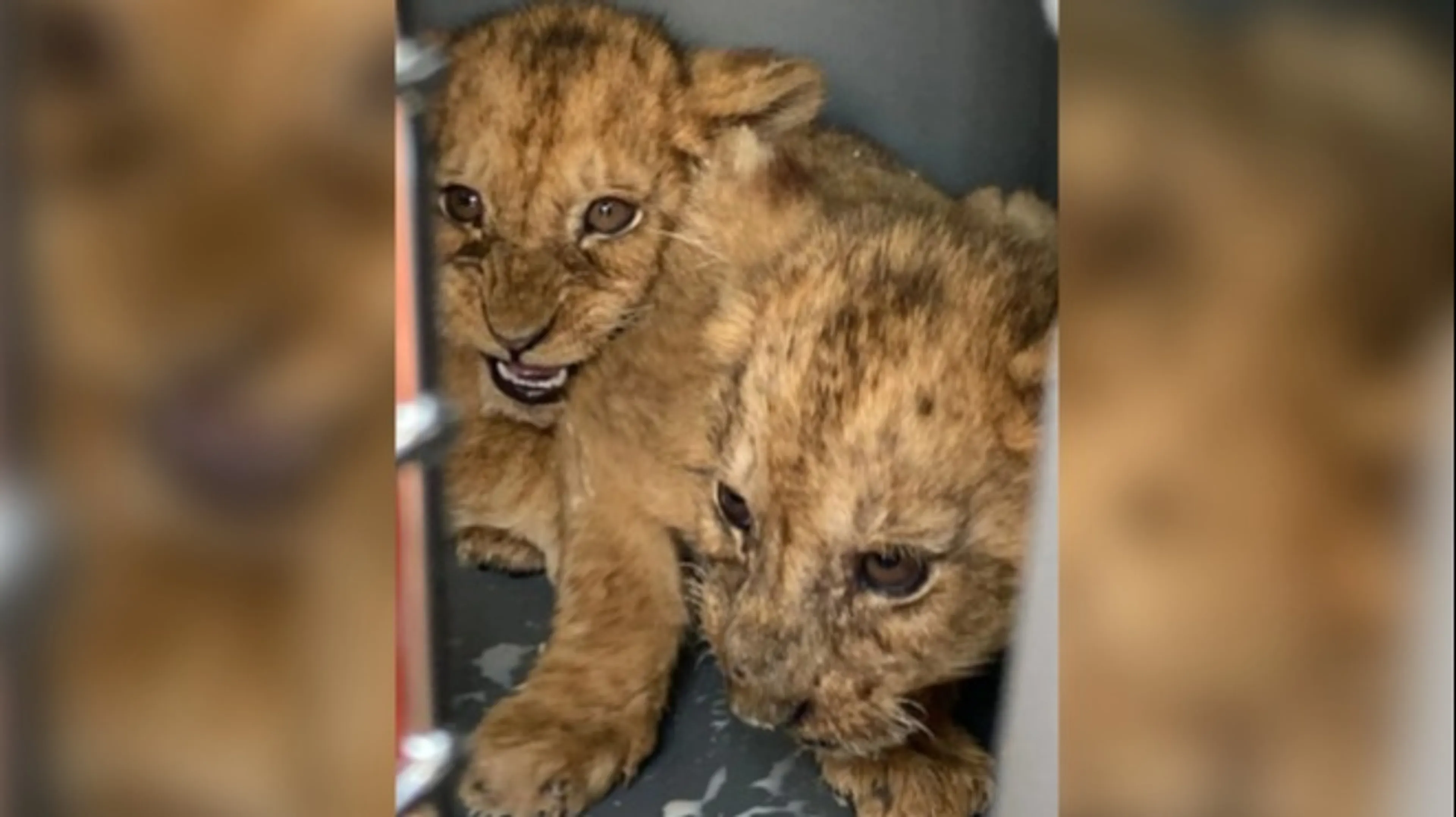 Stichting AAP redt twaalf leeuwen en welpjes uit Frans circus