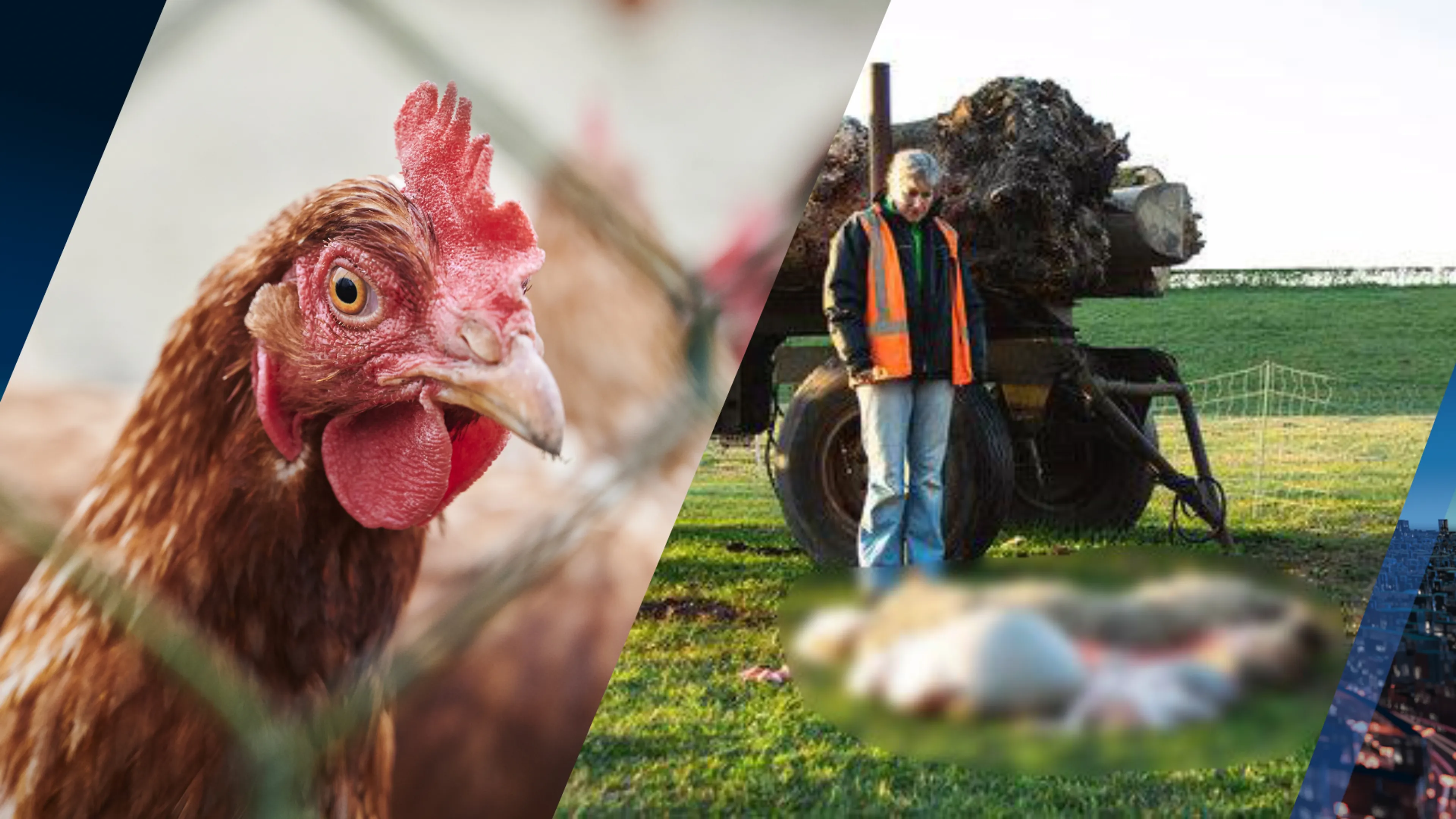 Schapen en kippen op professionele wijze geslacht, 2 aanhoudingen: 'Blijf met je tengels van dieren af'