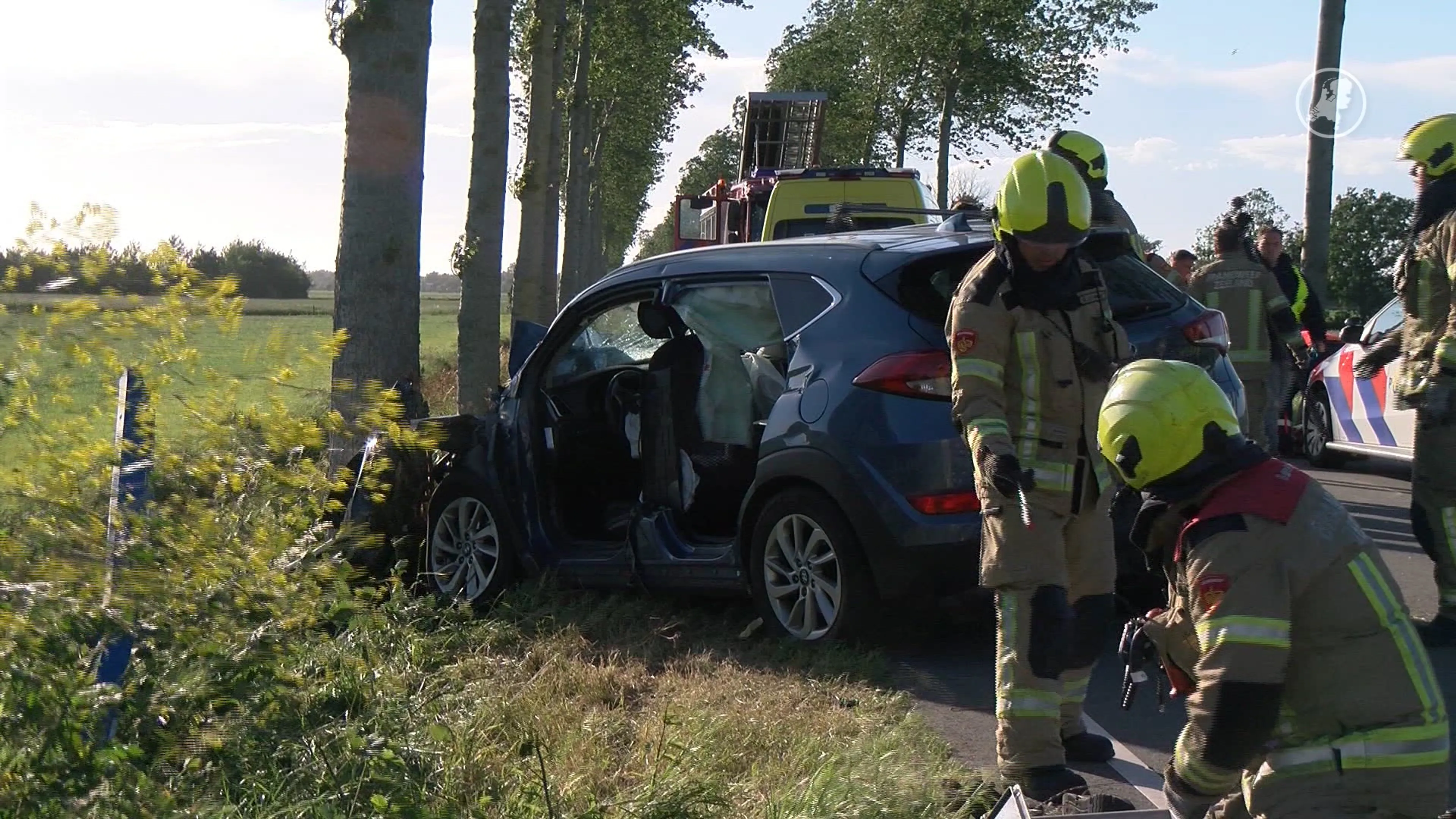 Hondje overleden bij verkeersongeval in Scharendijke