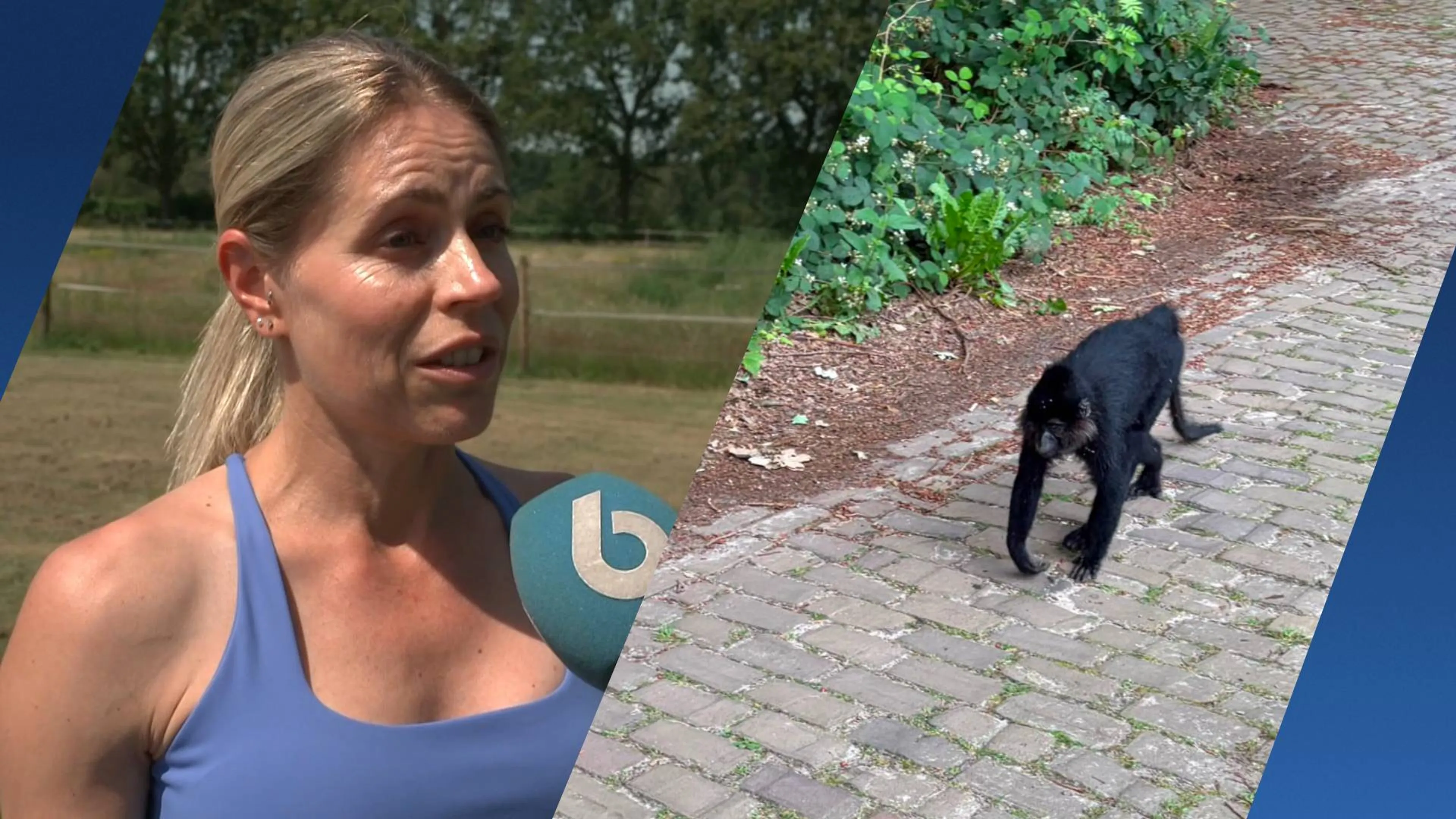 Anke stond oog in oog met ontsnapte aap: 'Onwerkelijk'