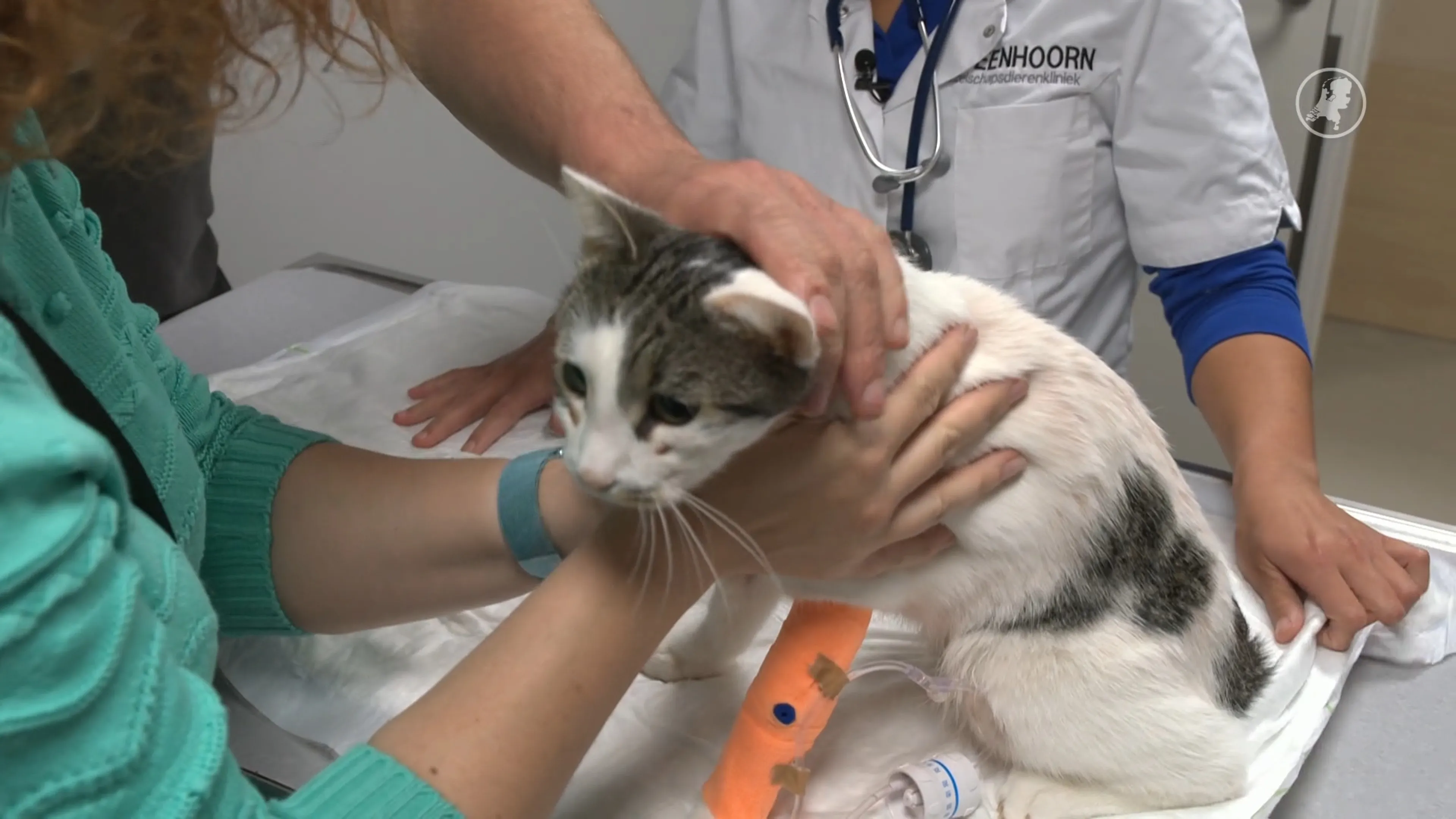 Rene's kat toegetakeld met luchtbuks: 'Er zit een kogel in zijn rug'