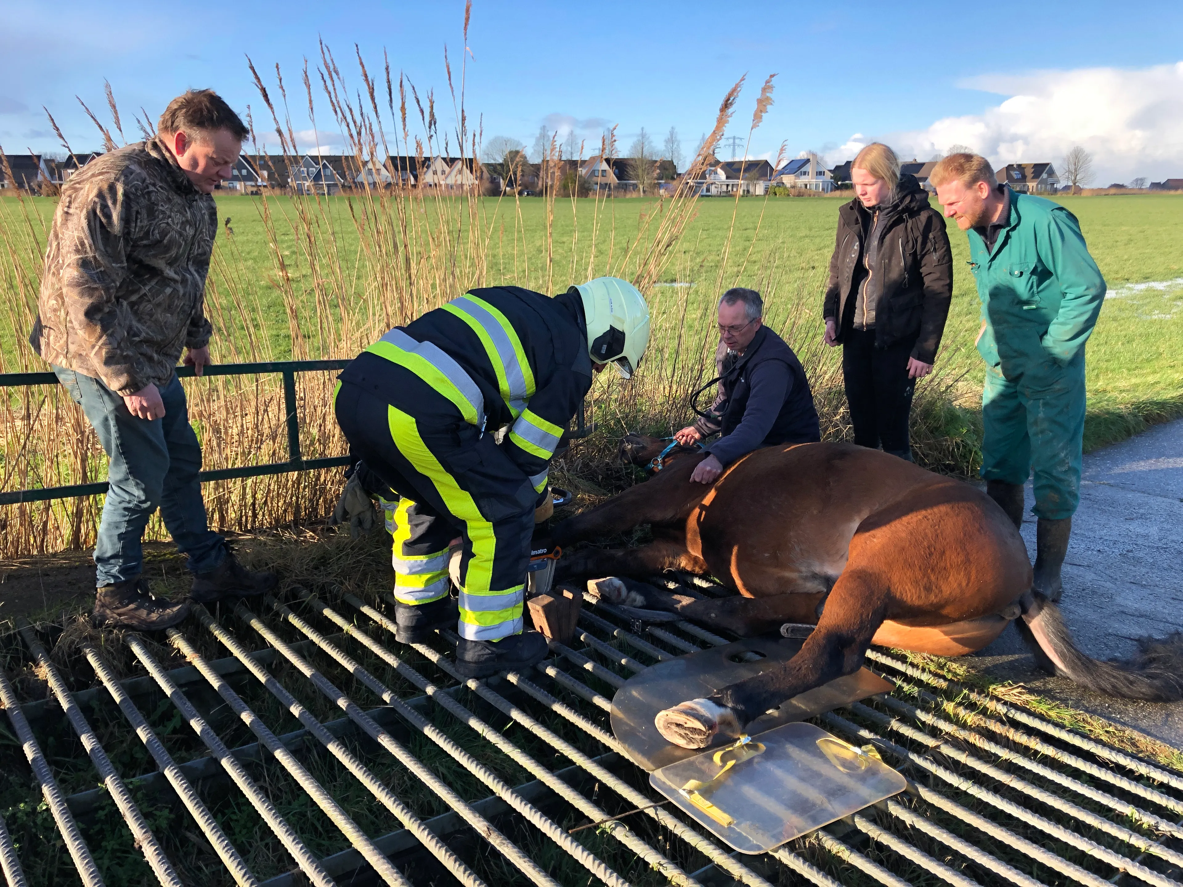 Paard Diego vast in wildrooster, brandweer moet ingrijpen