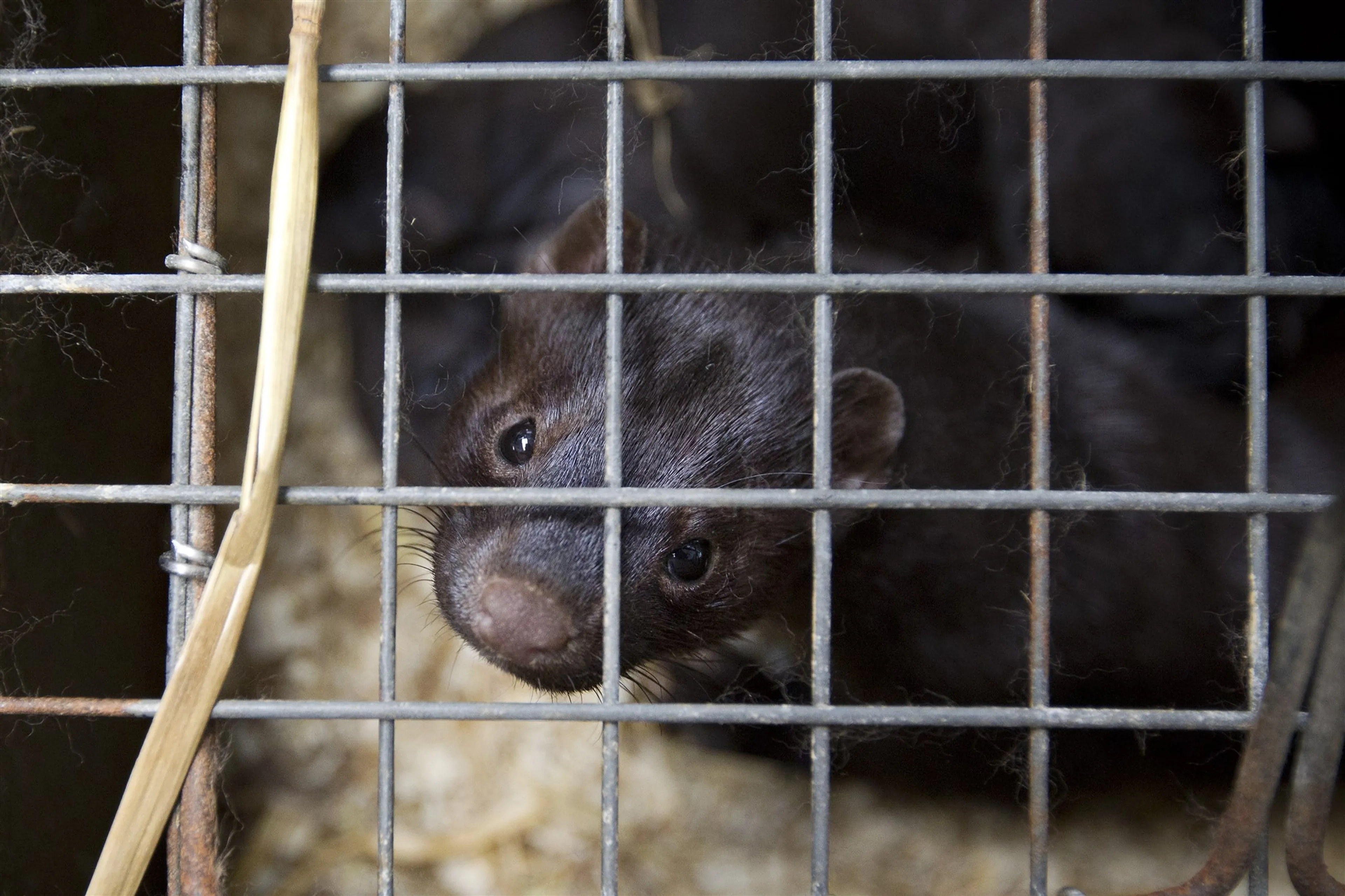 'Nertsenbedrijven overtreden coronaregels en mishandelen dieren'