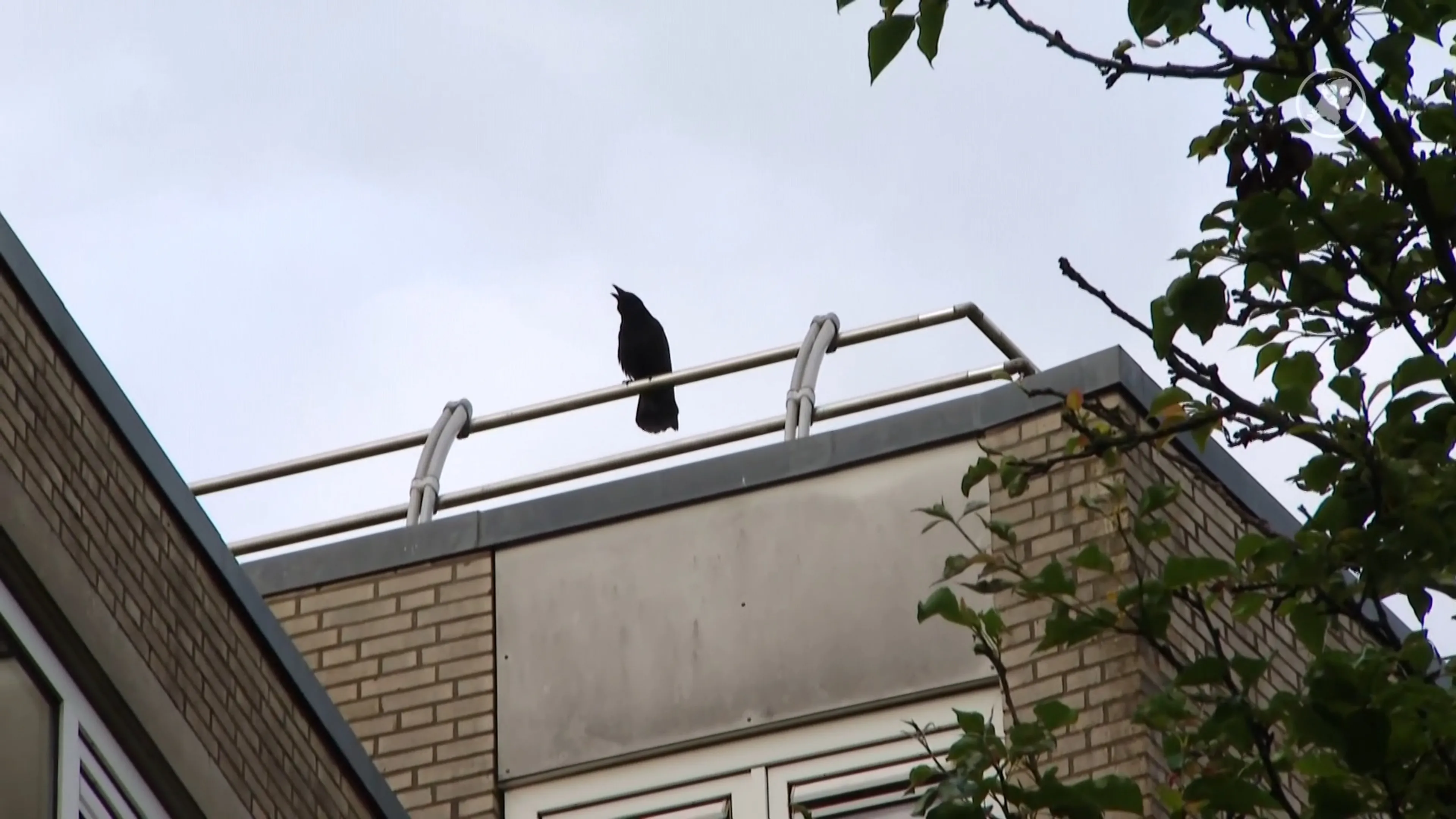 Agressieve vogel zorgt voor ophef in Amsterdamse buurt