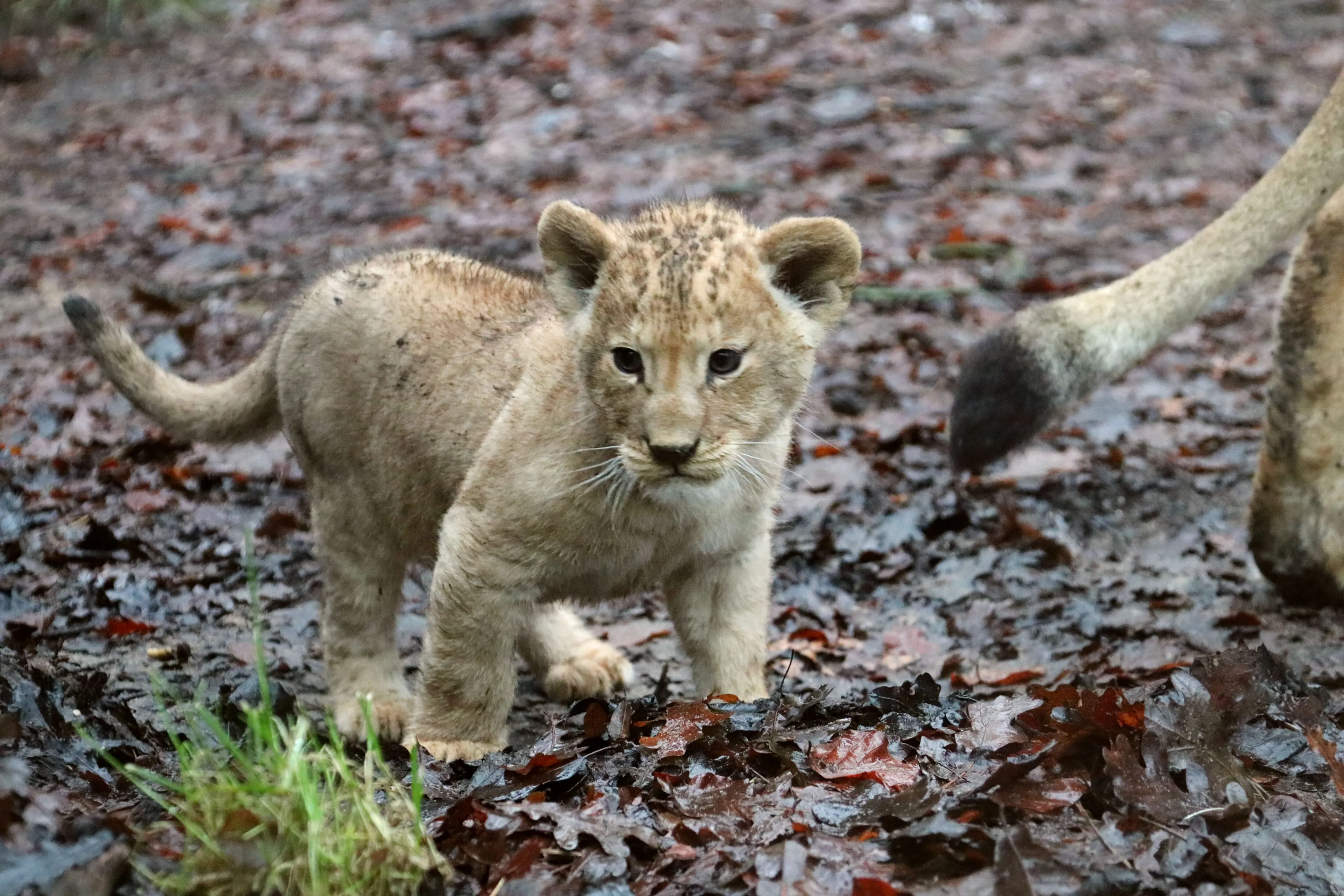 Grote dag voor leeuwenwelpjes DierenPark Amersfoort: eerste stapjes buiten én ontmoeting met papa