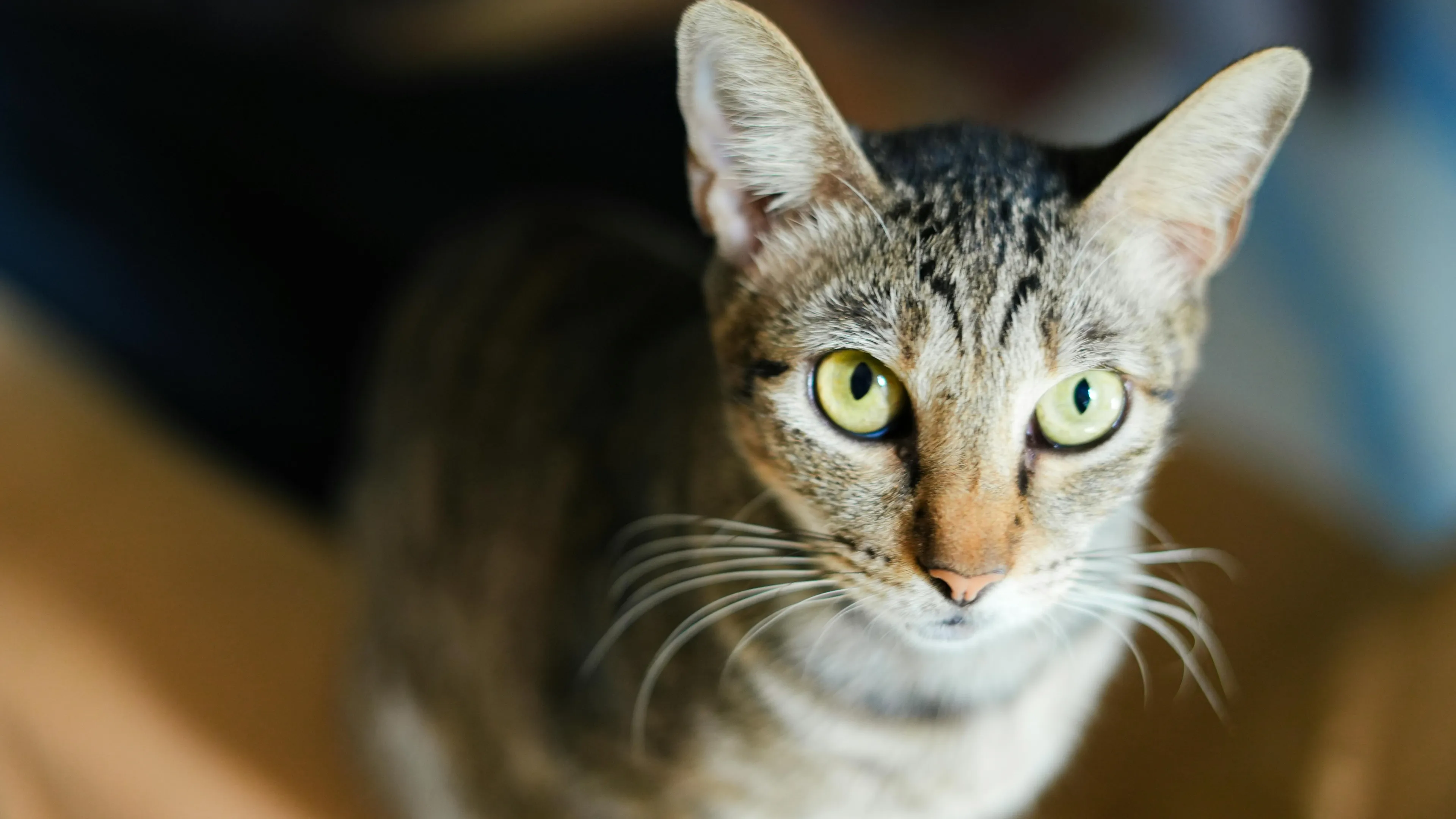 Hoe herken je een zieke kat: 'Zijn meesters in verbergen van pijn en ongemak'