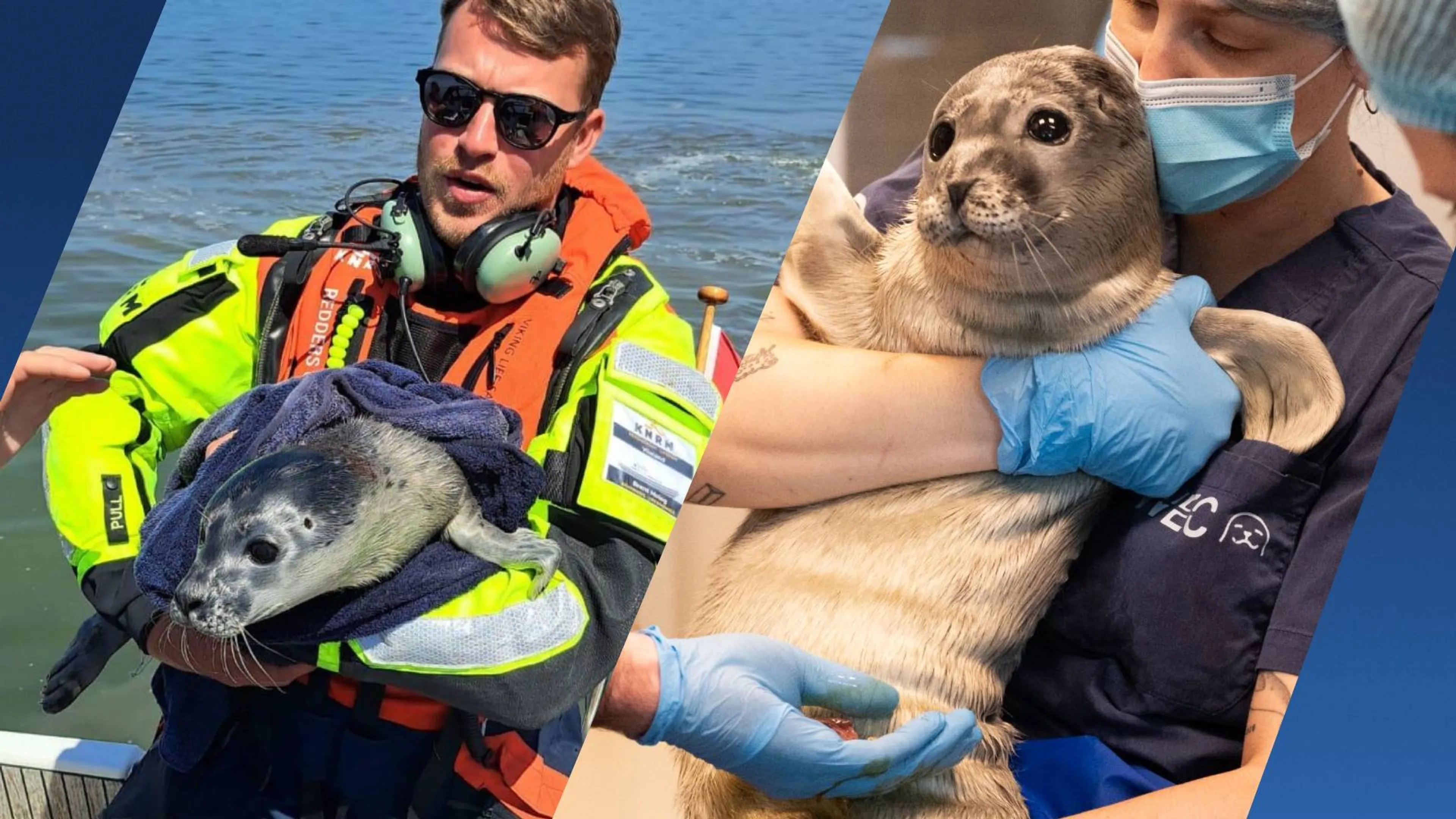 Eerste zeehondenpup gevonden, piepjong dier 'zocht huilend moeder'