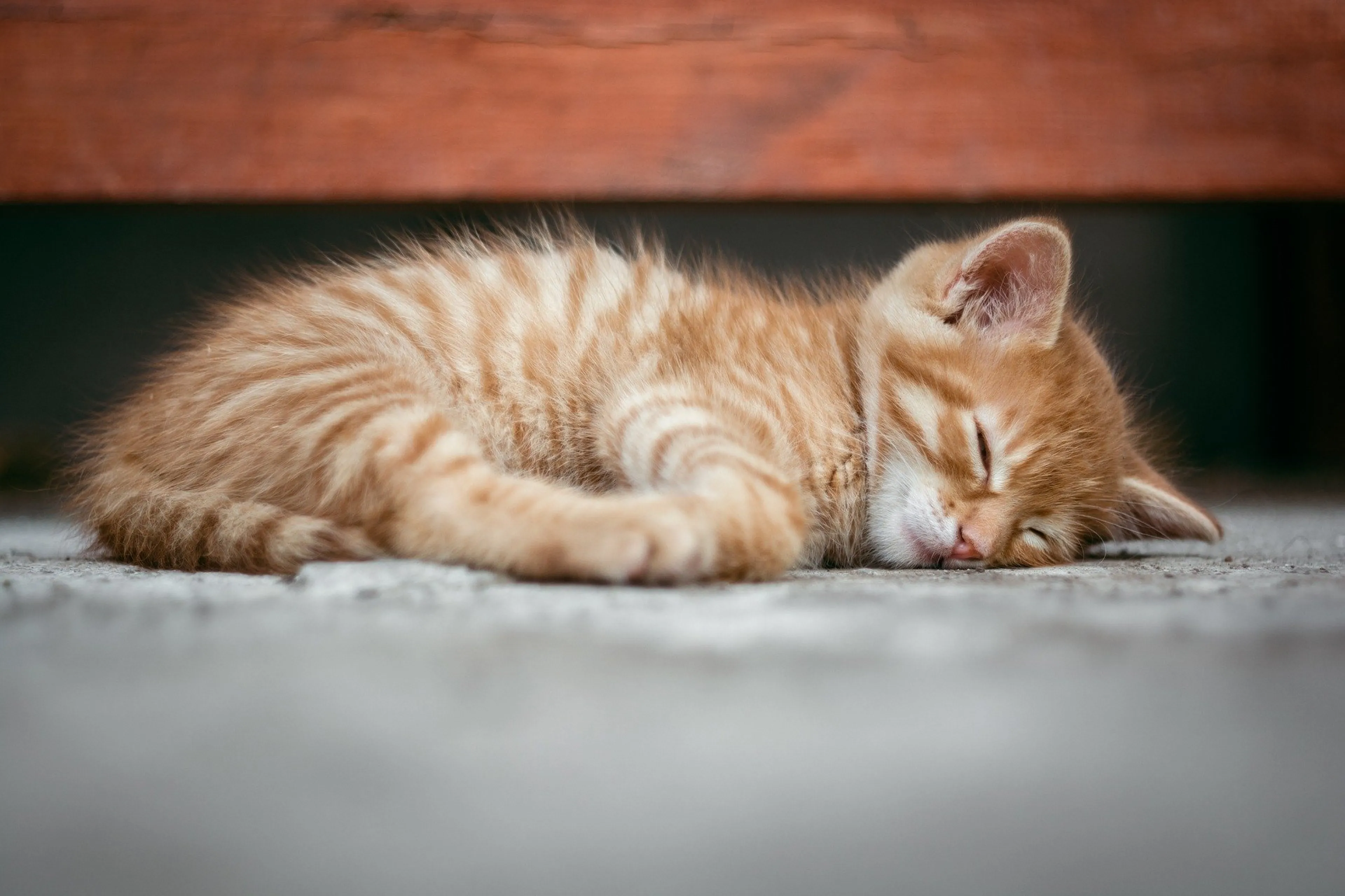 Kitten Bulu met luchtbuks beschoten in Amersfoort: na heftige operatie nu op de IC
