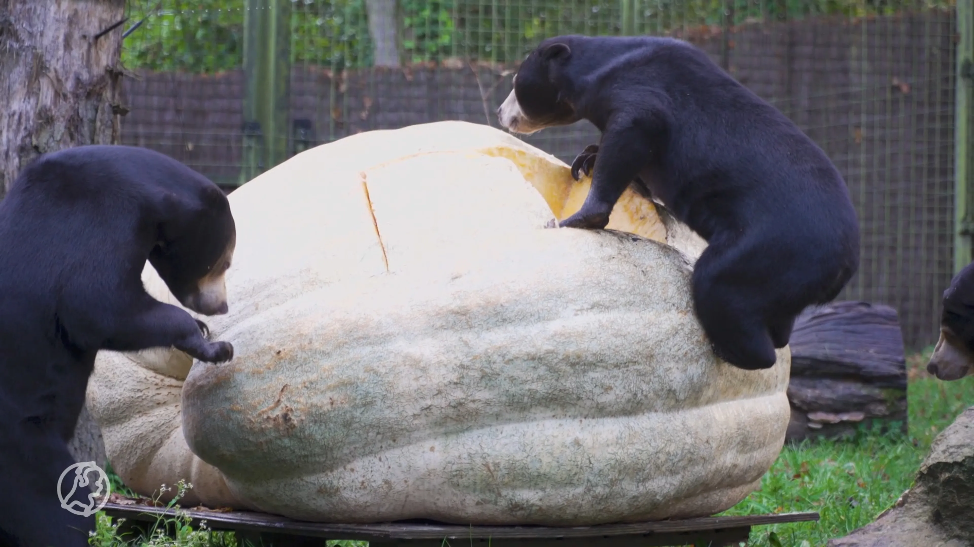 Grootste witte pompoen dit jaar eindigt als feestmaal voor beren Burgers' Zoo