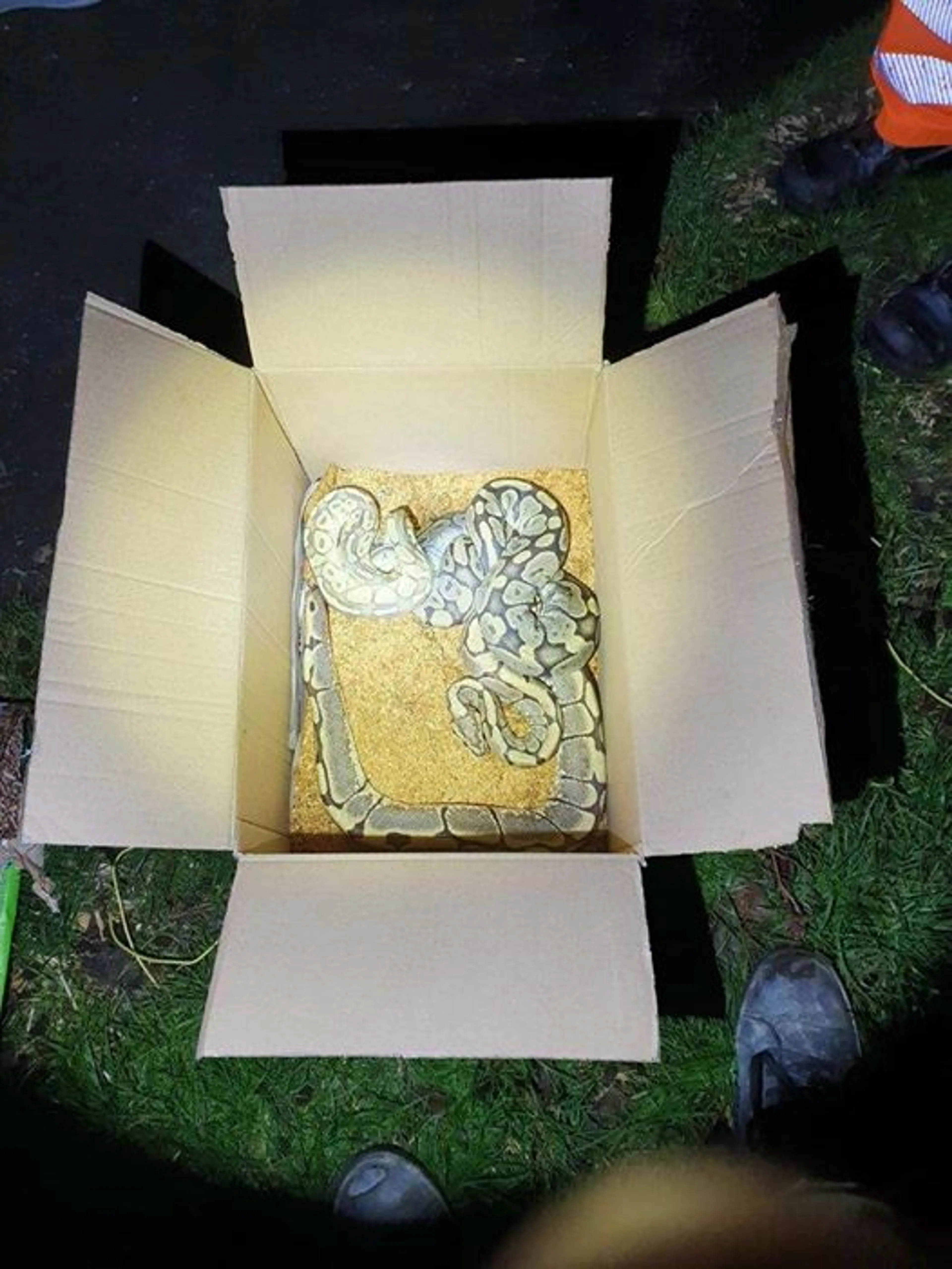 Voorbijgangers vinden doos met gedumpte pythons in IJsselstein, wie is de eigenaar?