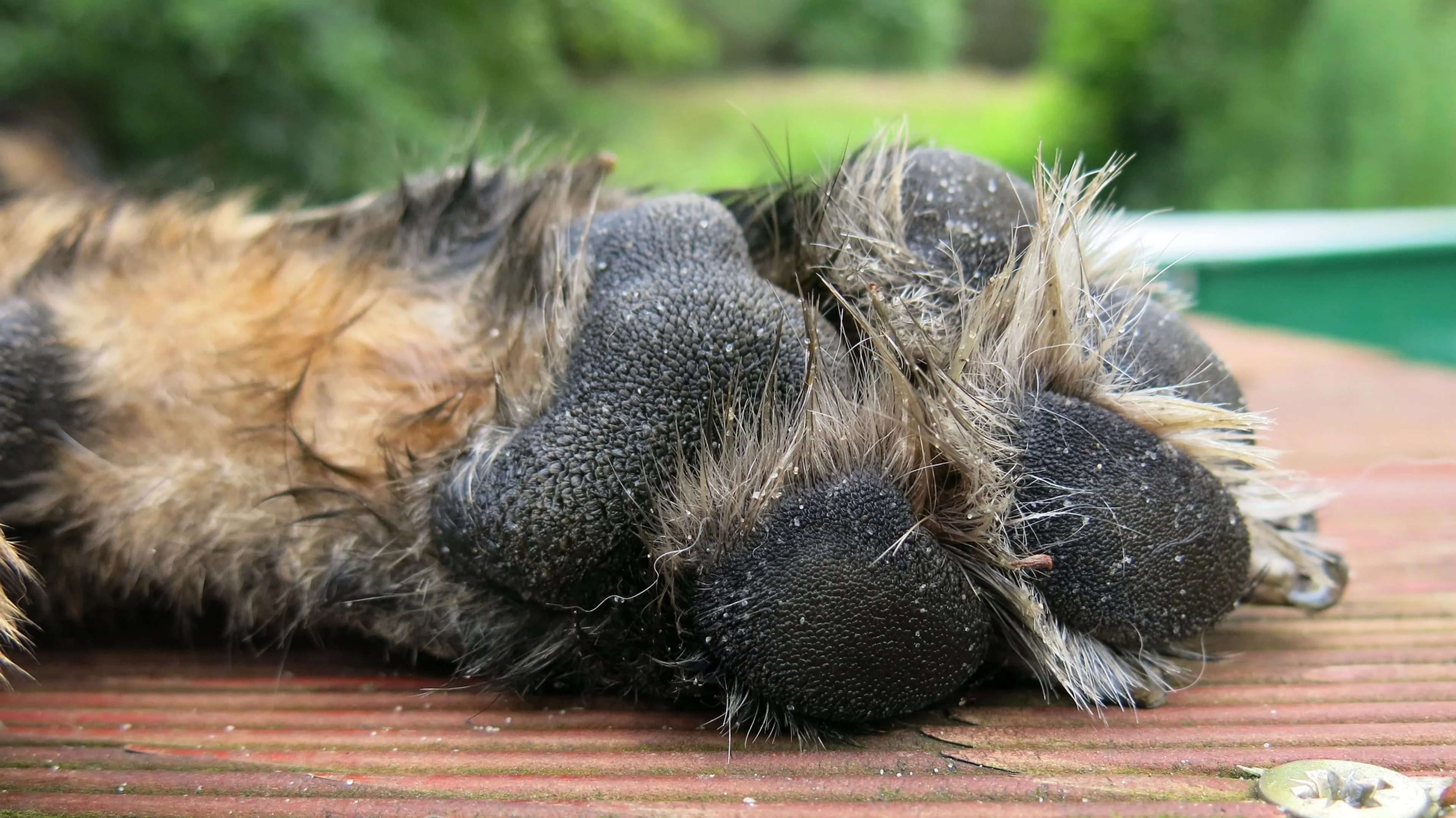Hond valt in het water en overleeft reddingspoging van baasje niet