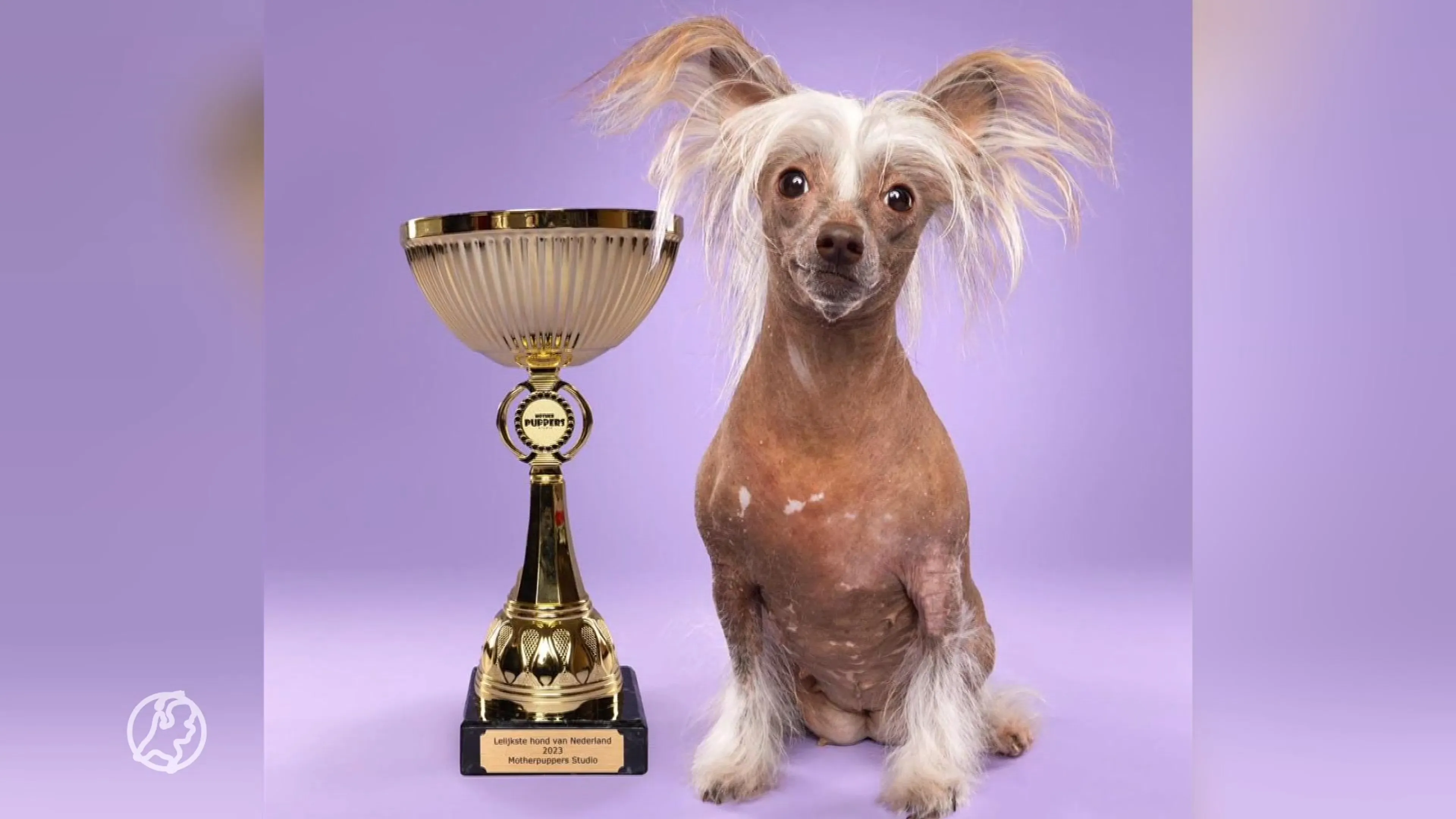 Dit is de lelijkste hond van Nederland (die daarmee een mooie prijs wint)!