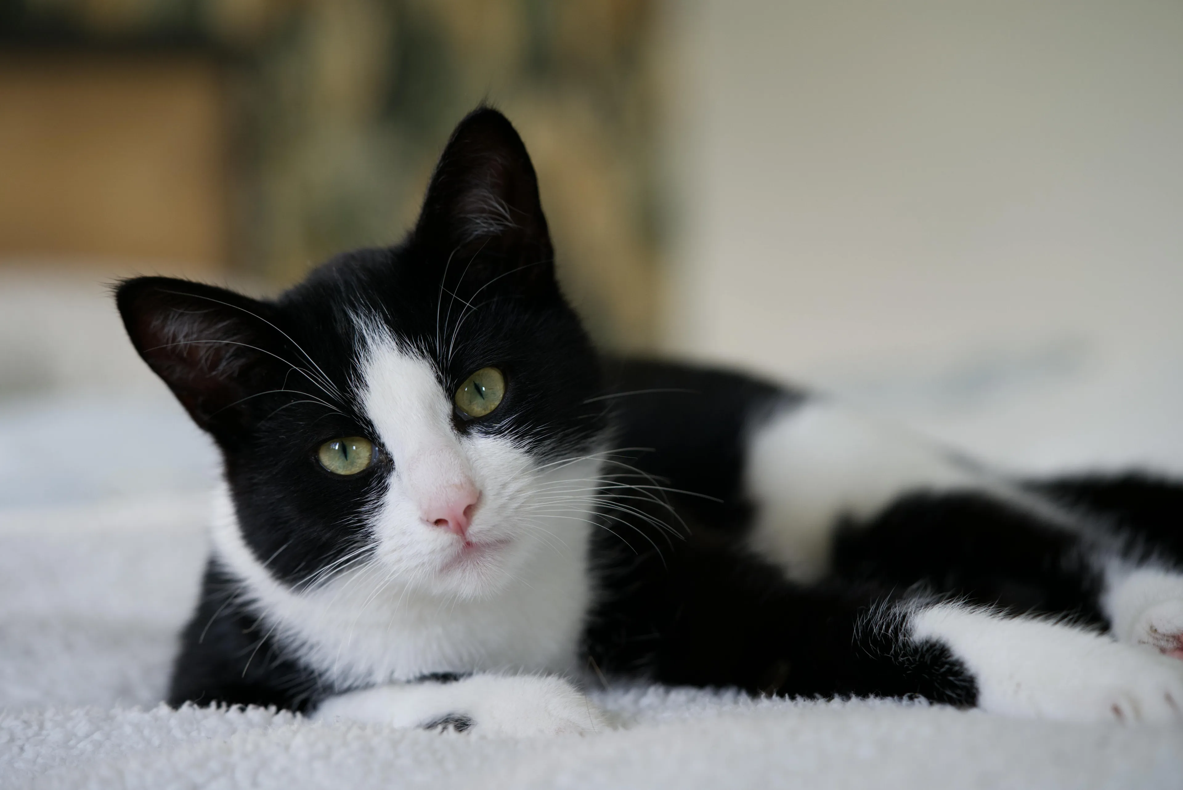 Dierenarts deelt noodkreet om eigenaar die rekening operatie kat weigert te betalen