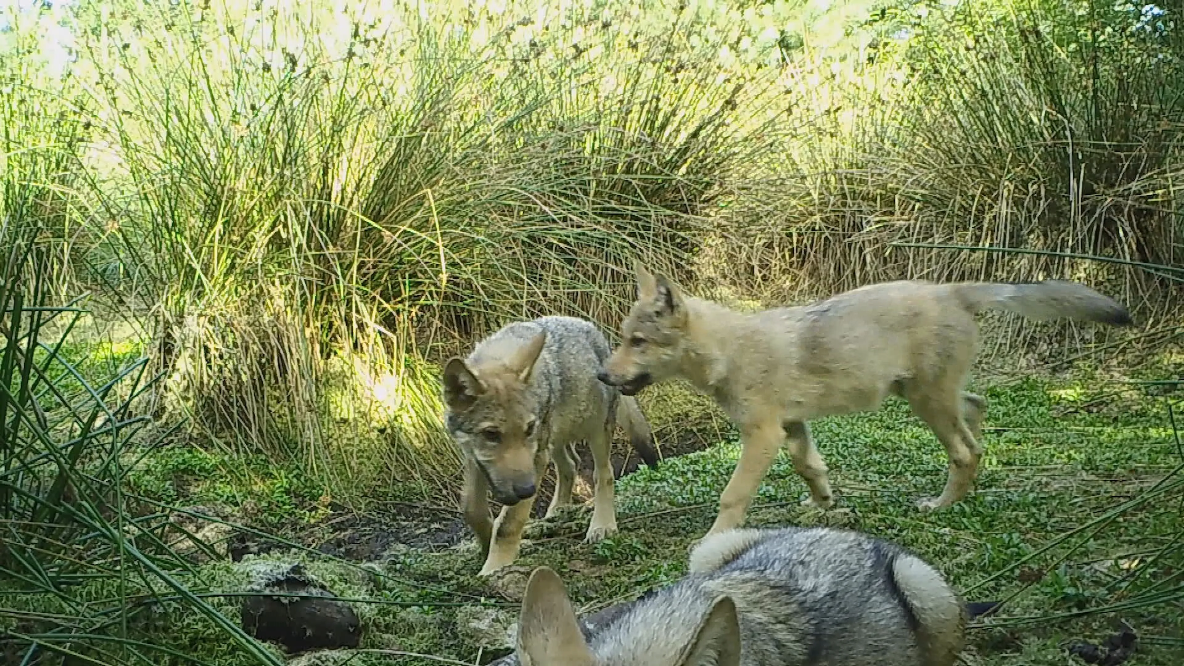 ZIEN: Drie spelende jonge wolven gespot in Drentse natuur