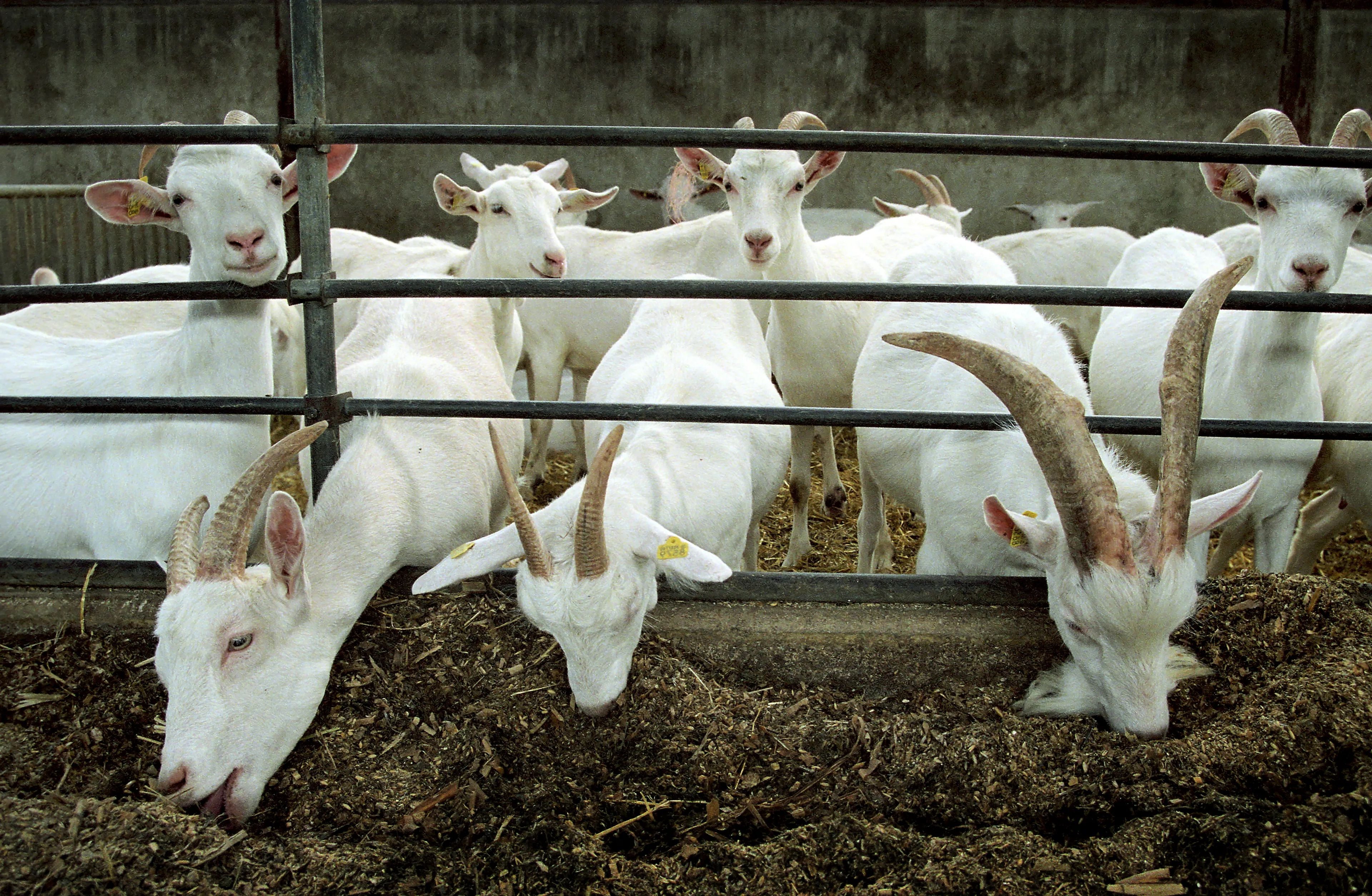 RIVM: Meer zieken en doden door longziekte bij omwonenden van geitenhouderij