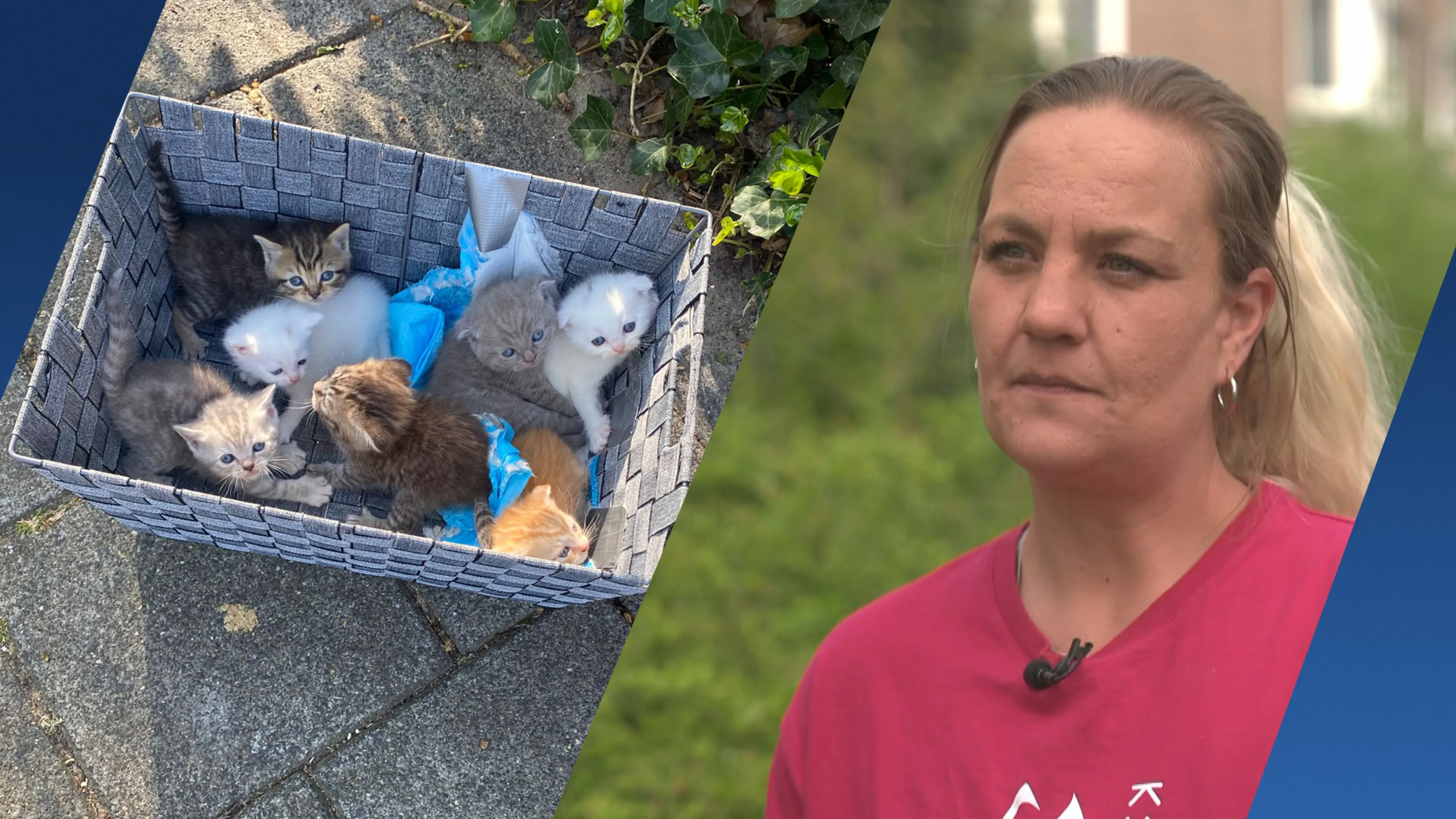 Illegaal gefokte kittens gedumpt bij Voorburg: eigenaar gezocht