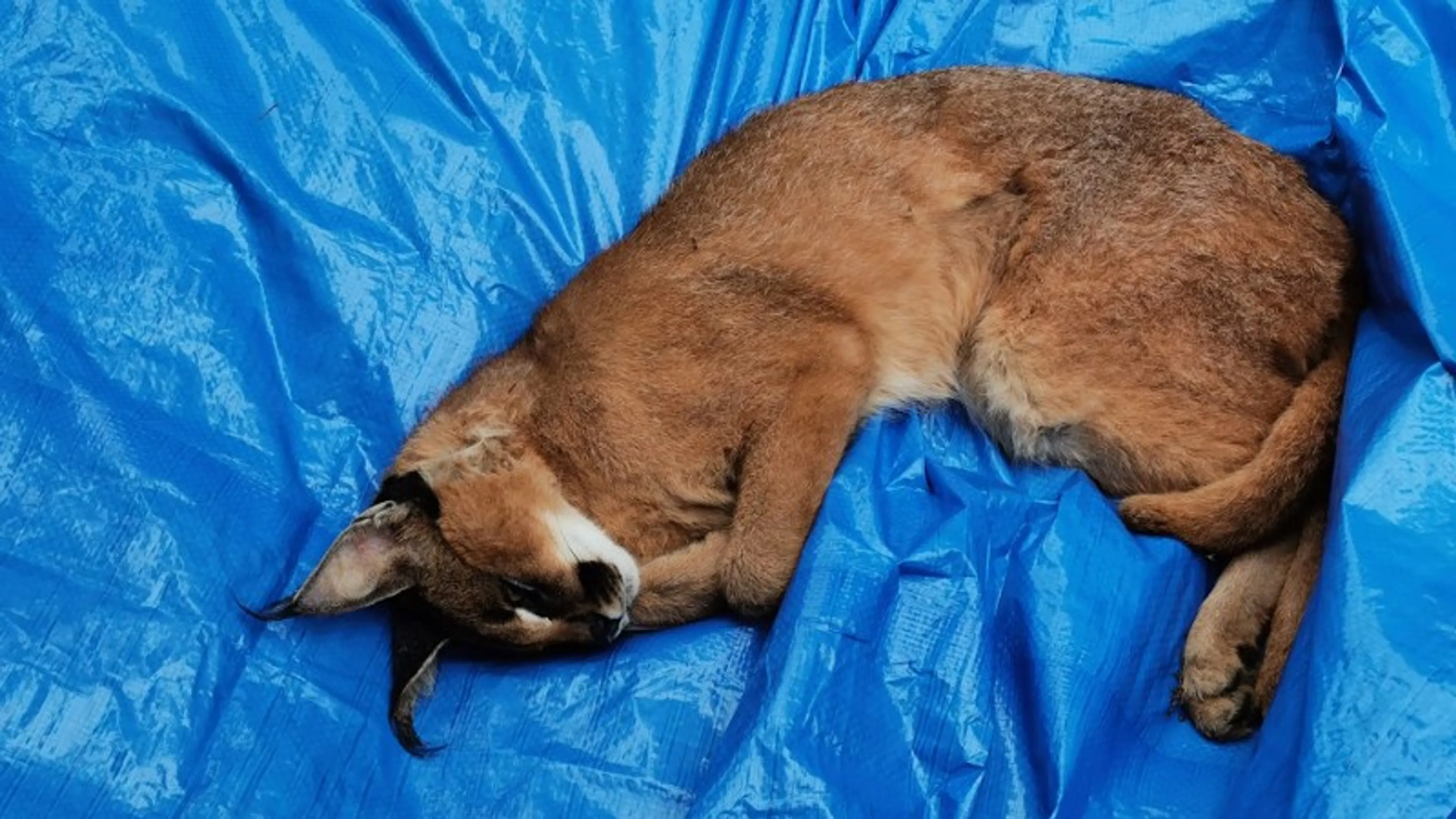 Rotterdammer (24) aangehouden voor illegaal bezit gevaarlijke caracal en kaaiman