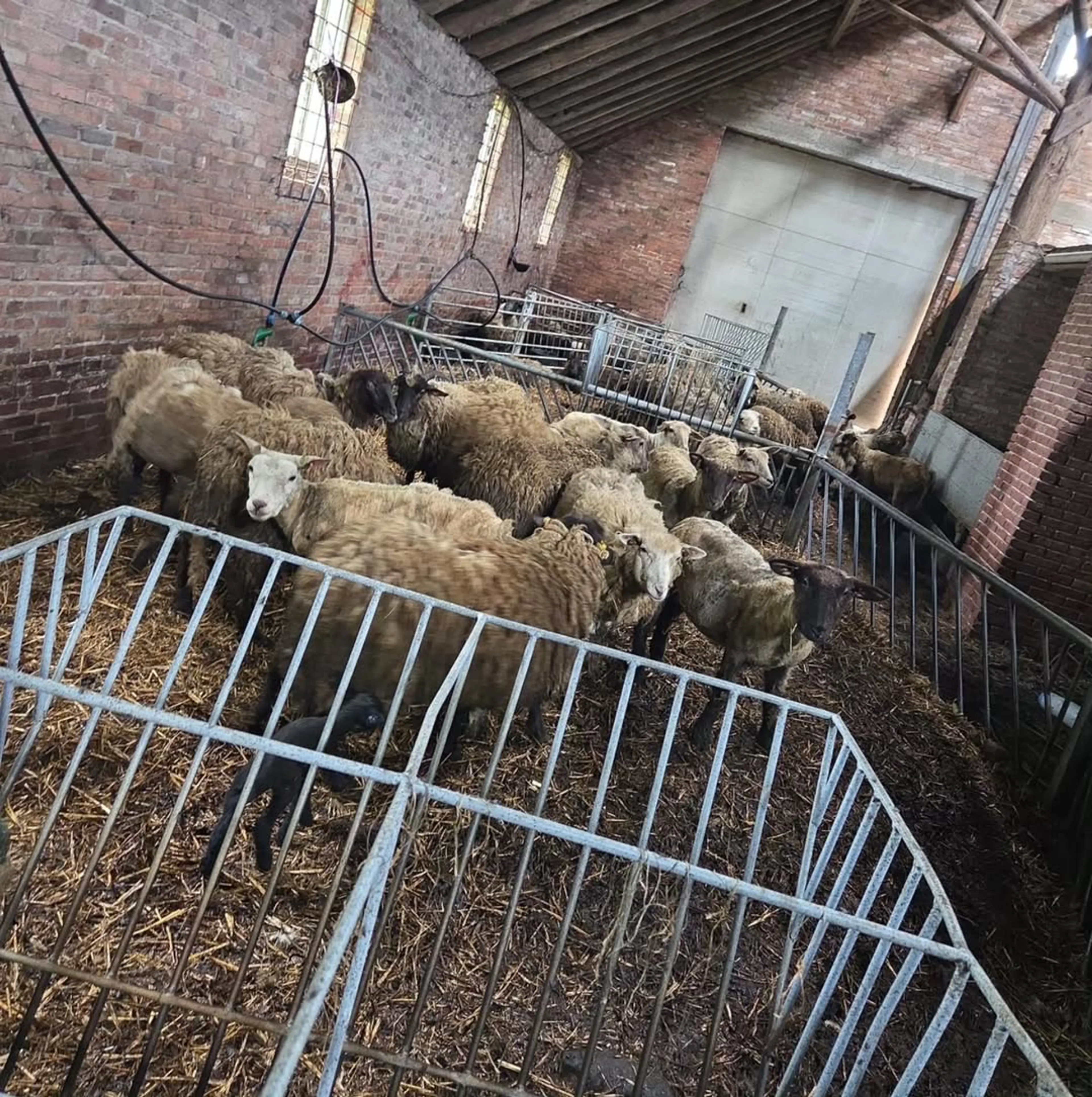 Tientallen dode dieren gevonden in schuur in Winschoten