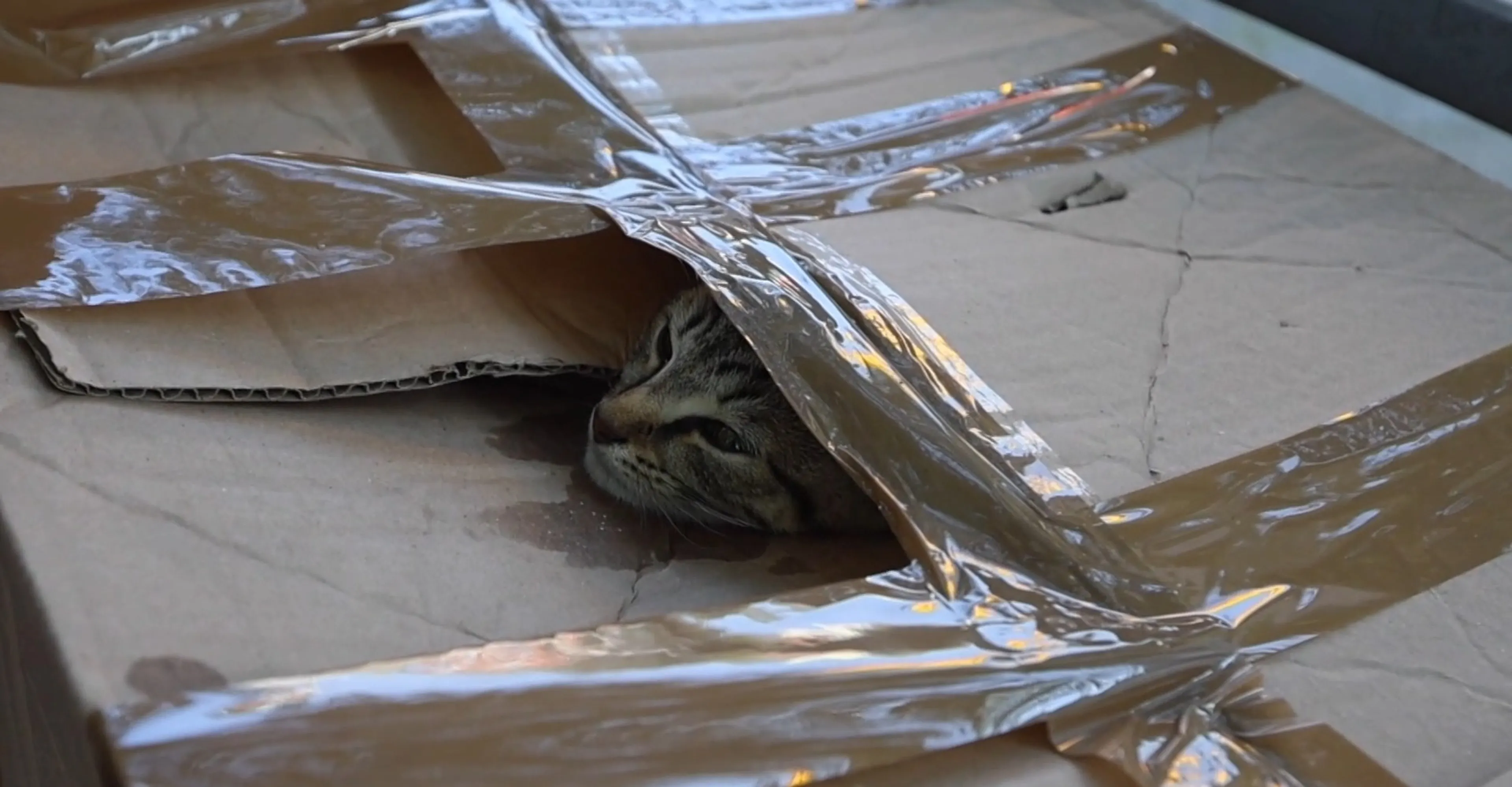 Vier magere kittens gedumpt in dichtgetapete doos in Den Haag