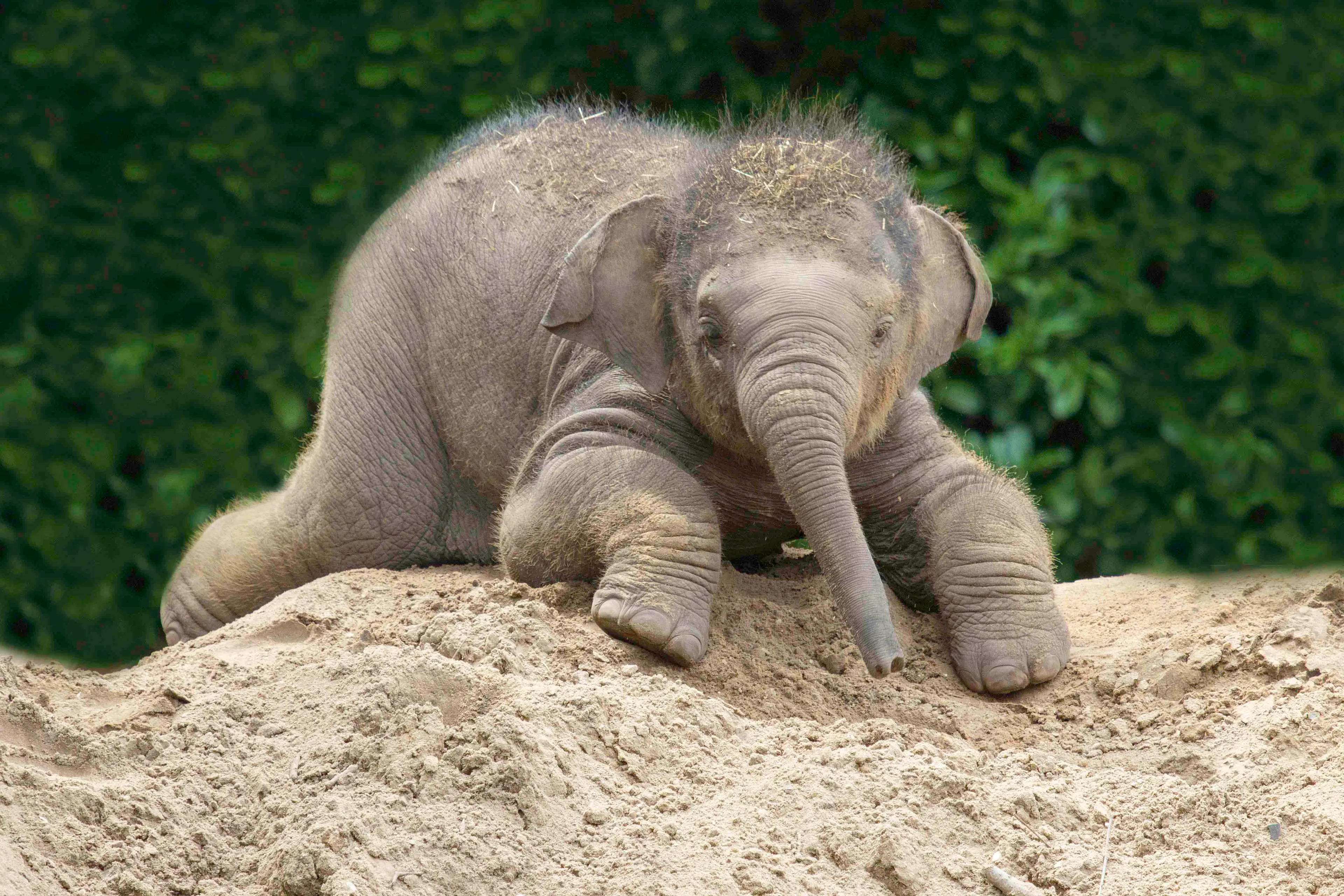 Olifant Indra maakt zich klaar voor bevalling in Dierenpark Amersfoort