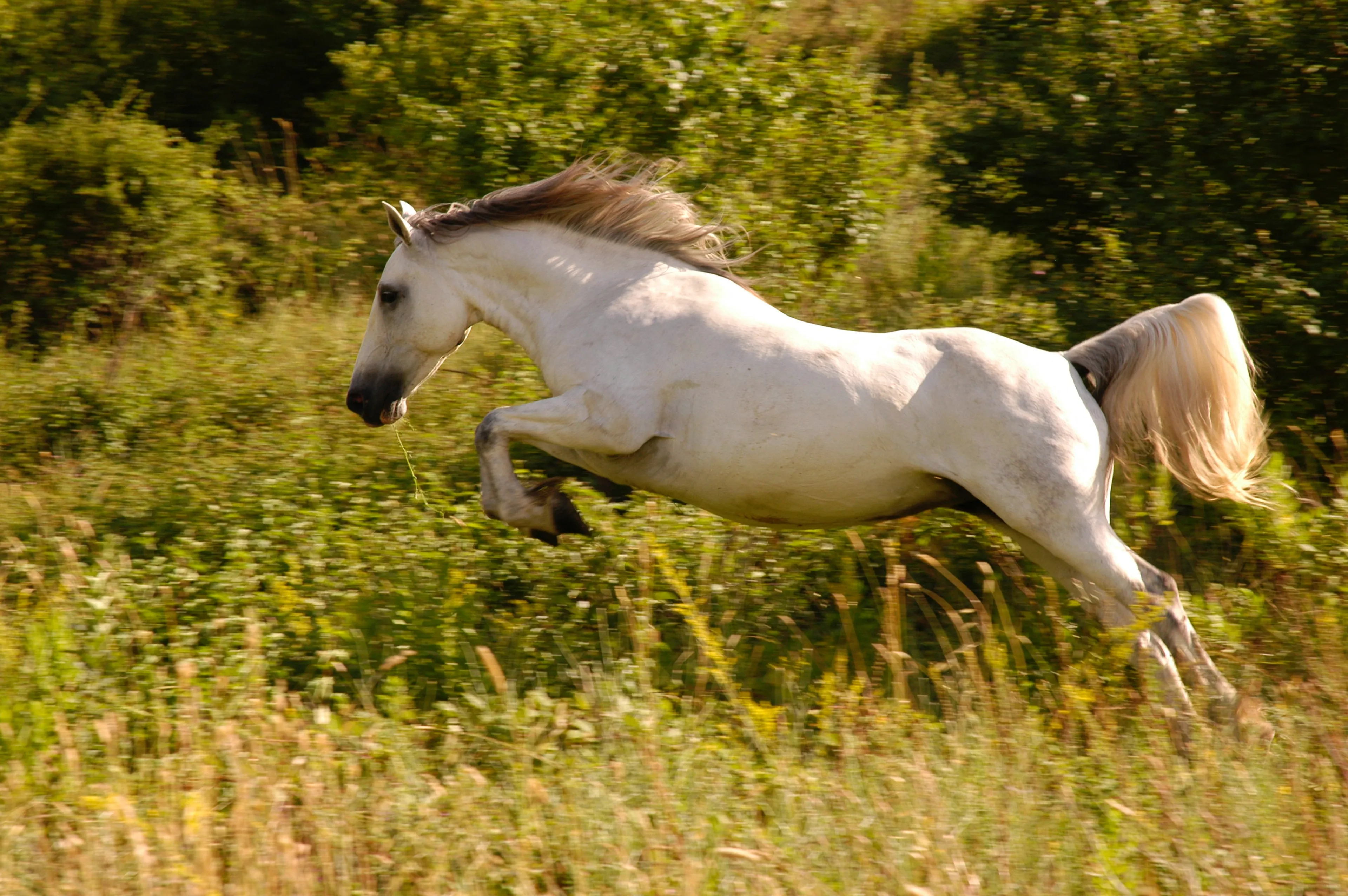 Ruiter overlijdt na val van mogelijk op hol geslagen paard in Putten
