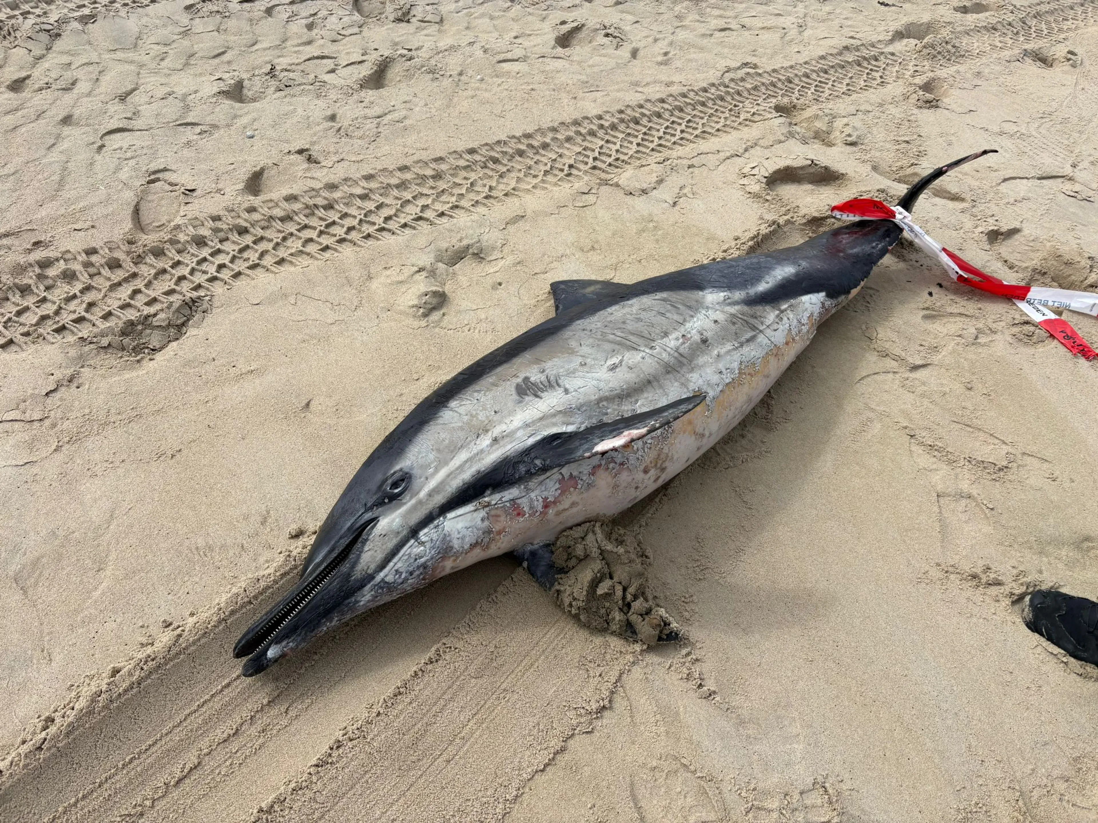 Dode dolfijn gevonden op strand van Vlieland: 'Mogelijk een mannetje'