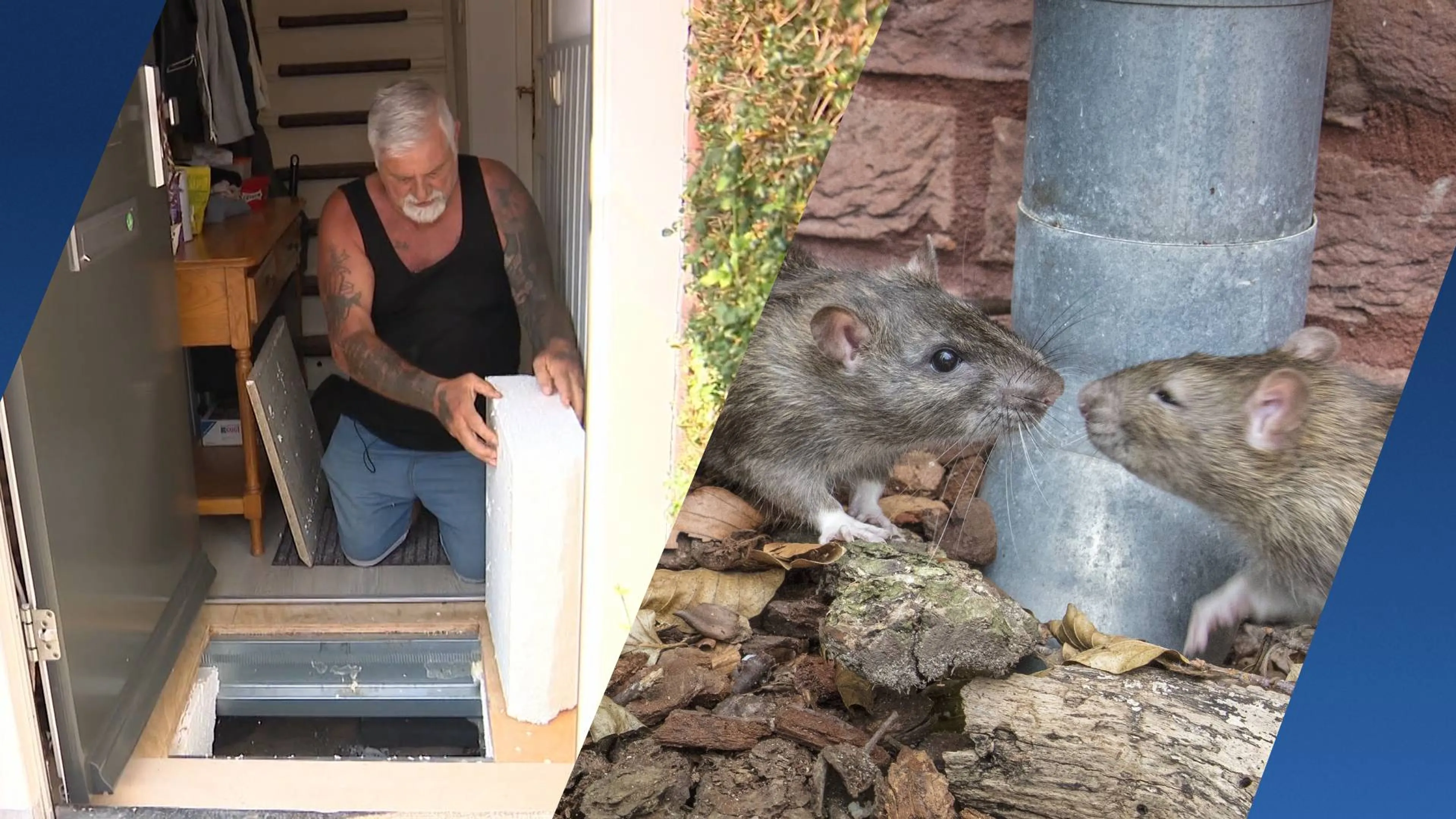 Gek van de ratten in Arnhem: 'Het is een horrorhuis, ik zet geen stap meer binnen'