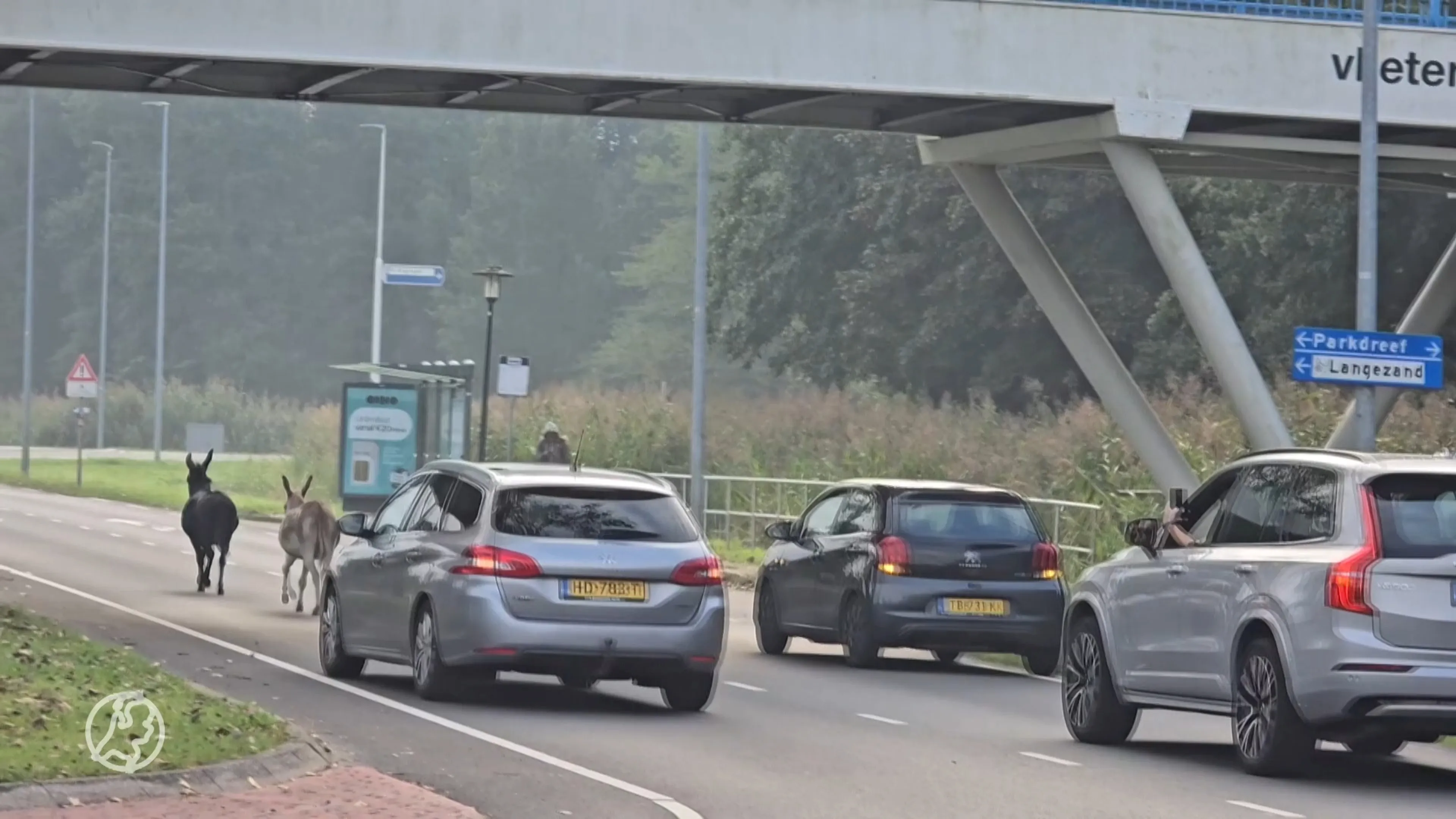 Ontsnapte ezels in Lelystad zetten de boel op stelten