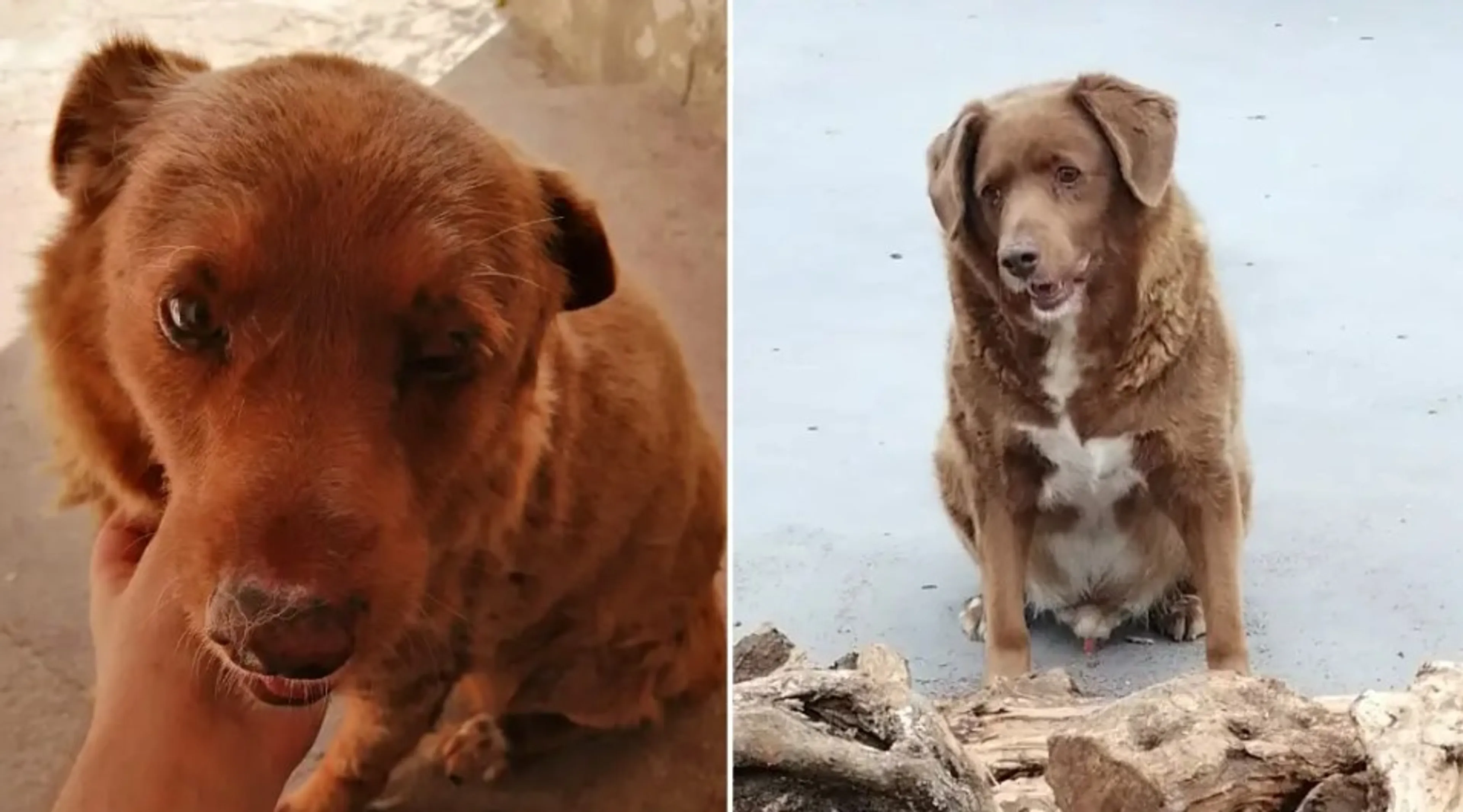 Bobi moest eigenlijk levend begraven worden maar is nu de oudste hond ooit