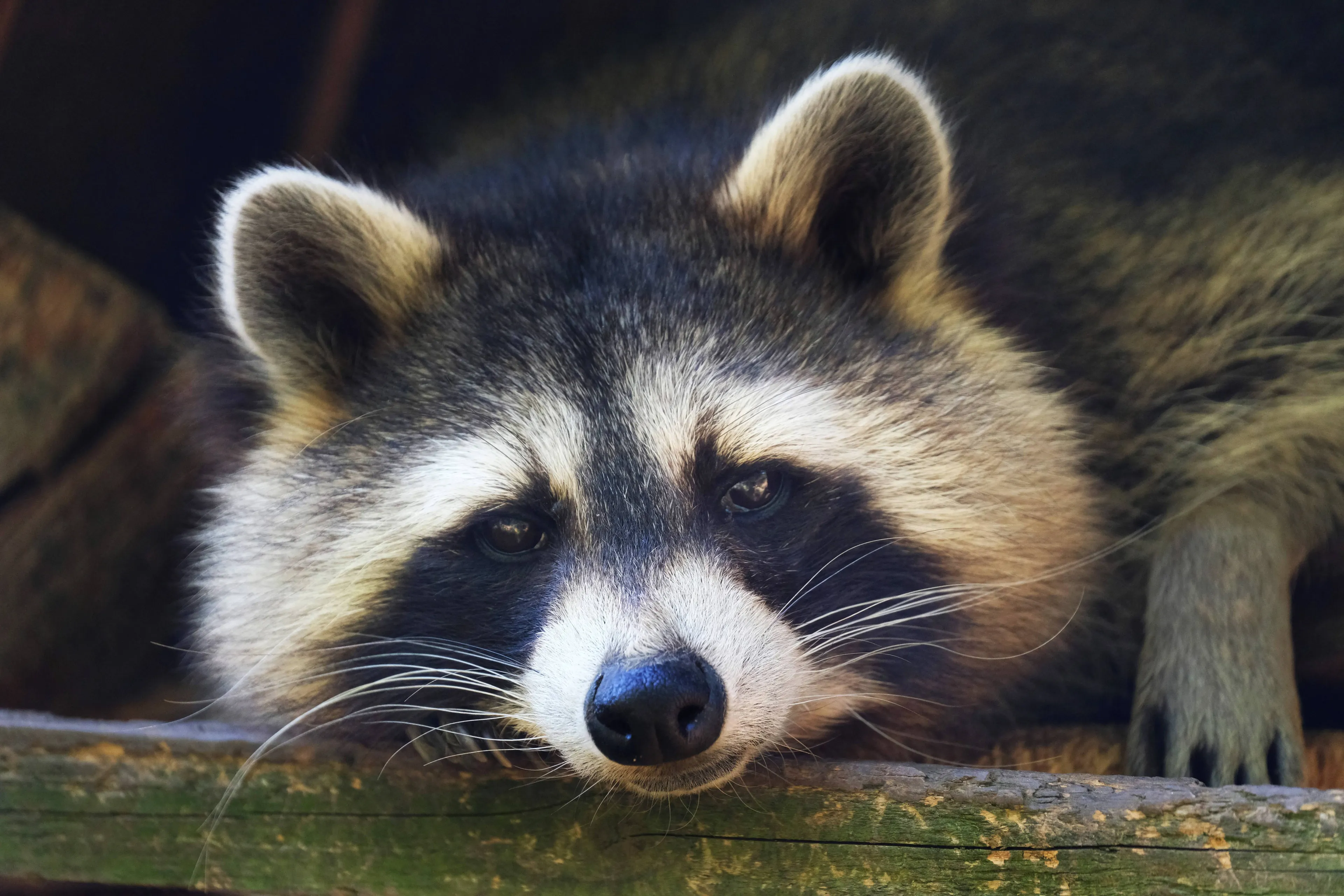 Nog zes wasberen uit AquaZoo kwijt, één gevangen met marshmallow